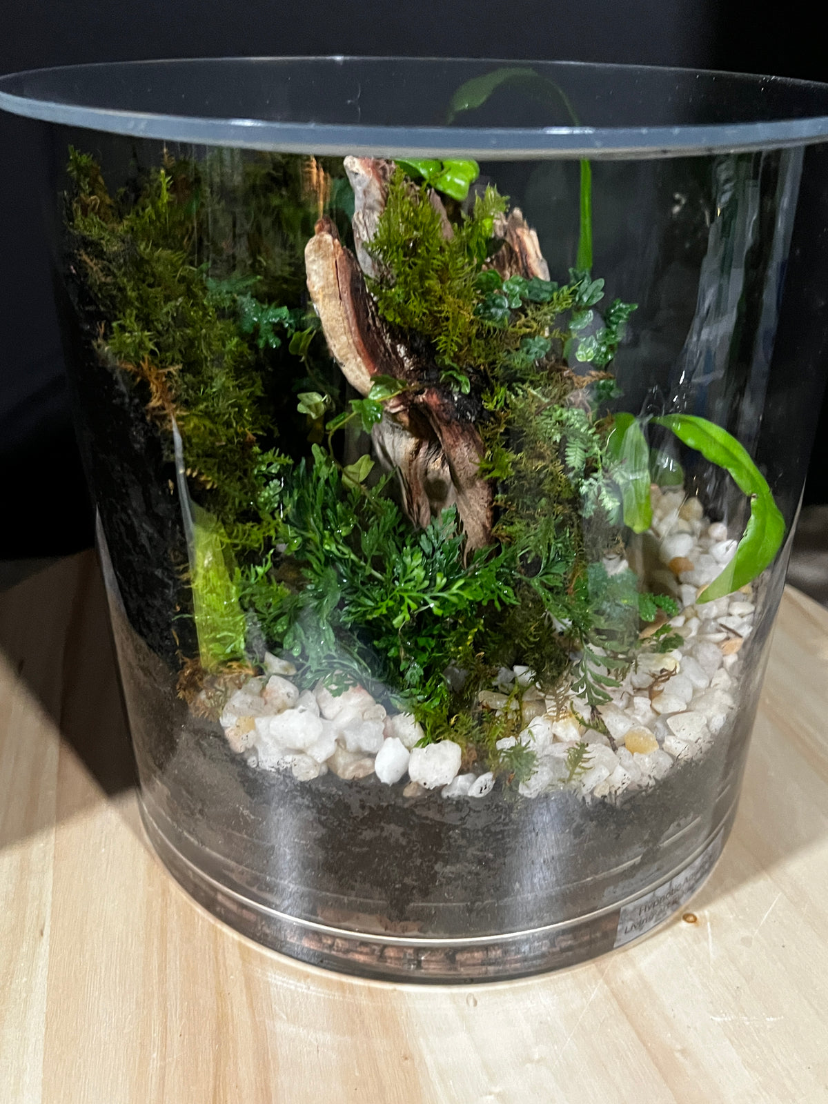 Terrarium 974