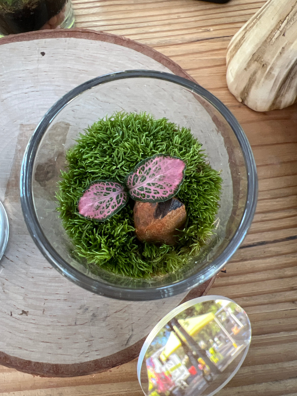 Terrarium 942