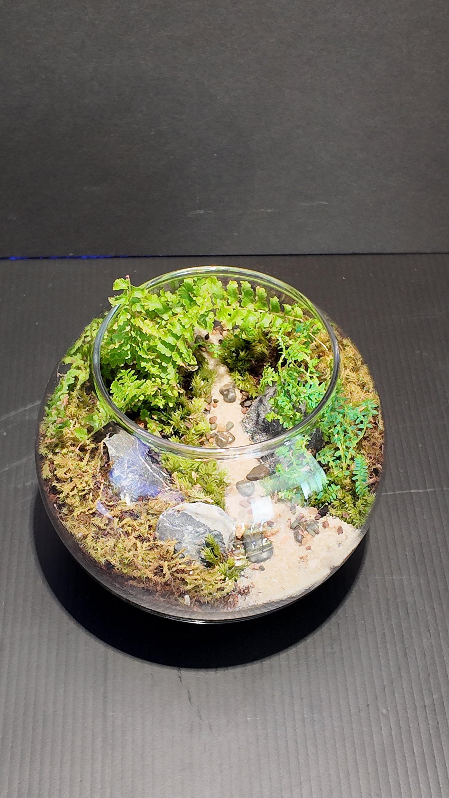 Terrarium #36