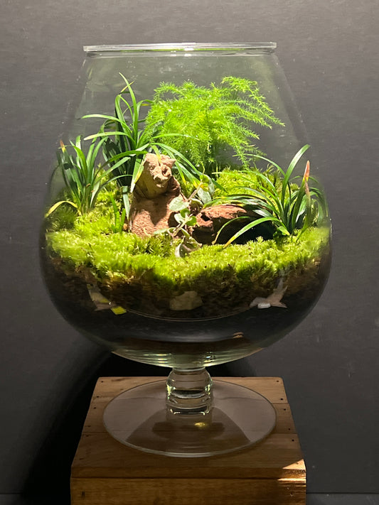 Terrarium #160
