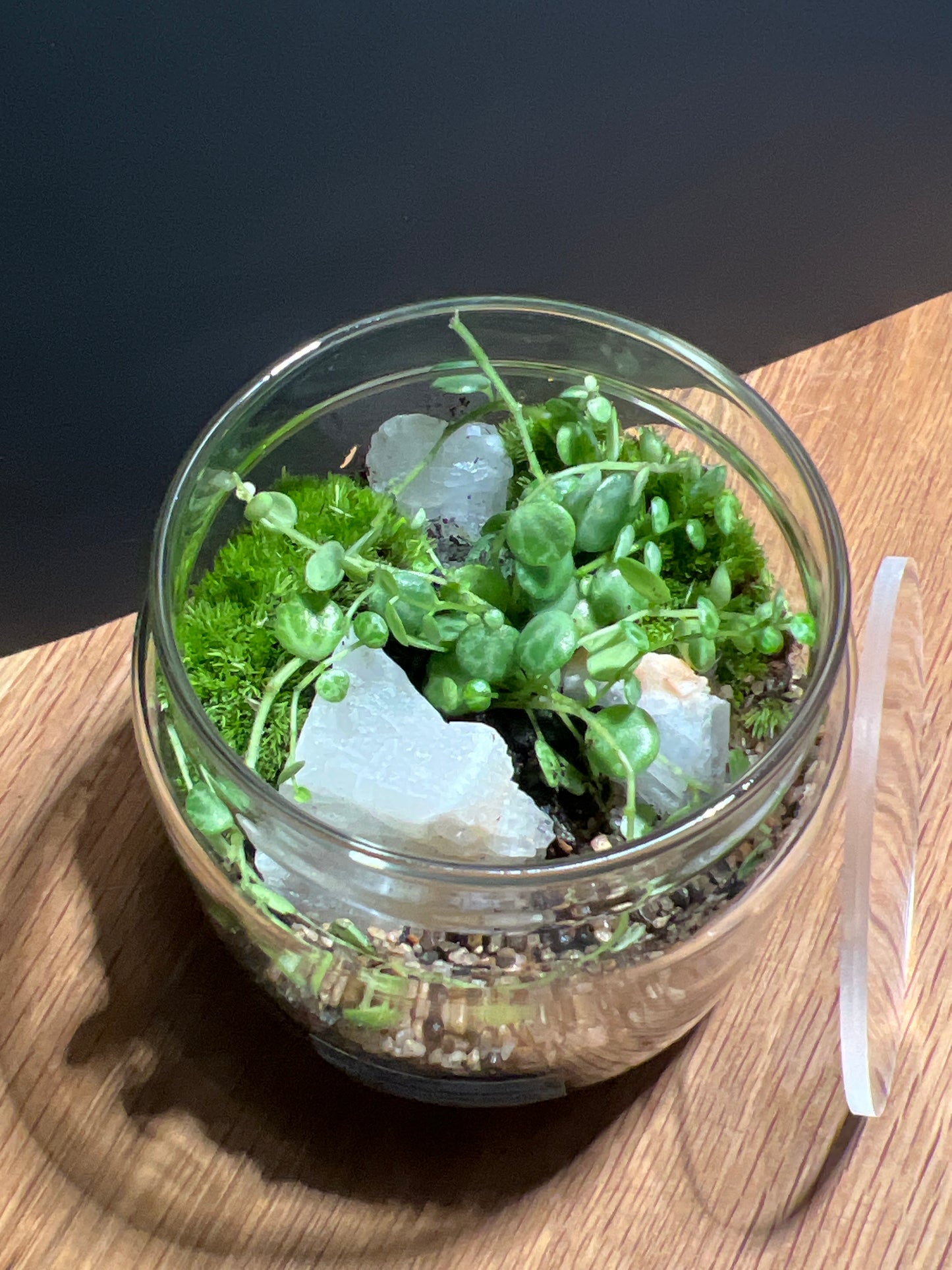 Terrarium 350