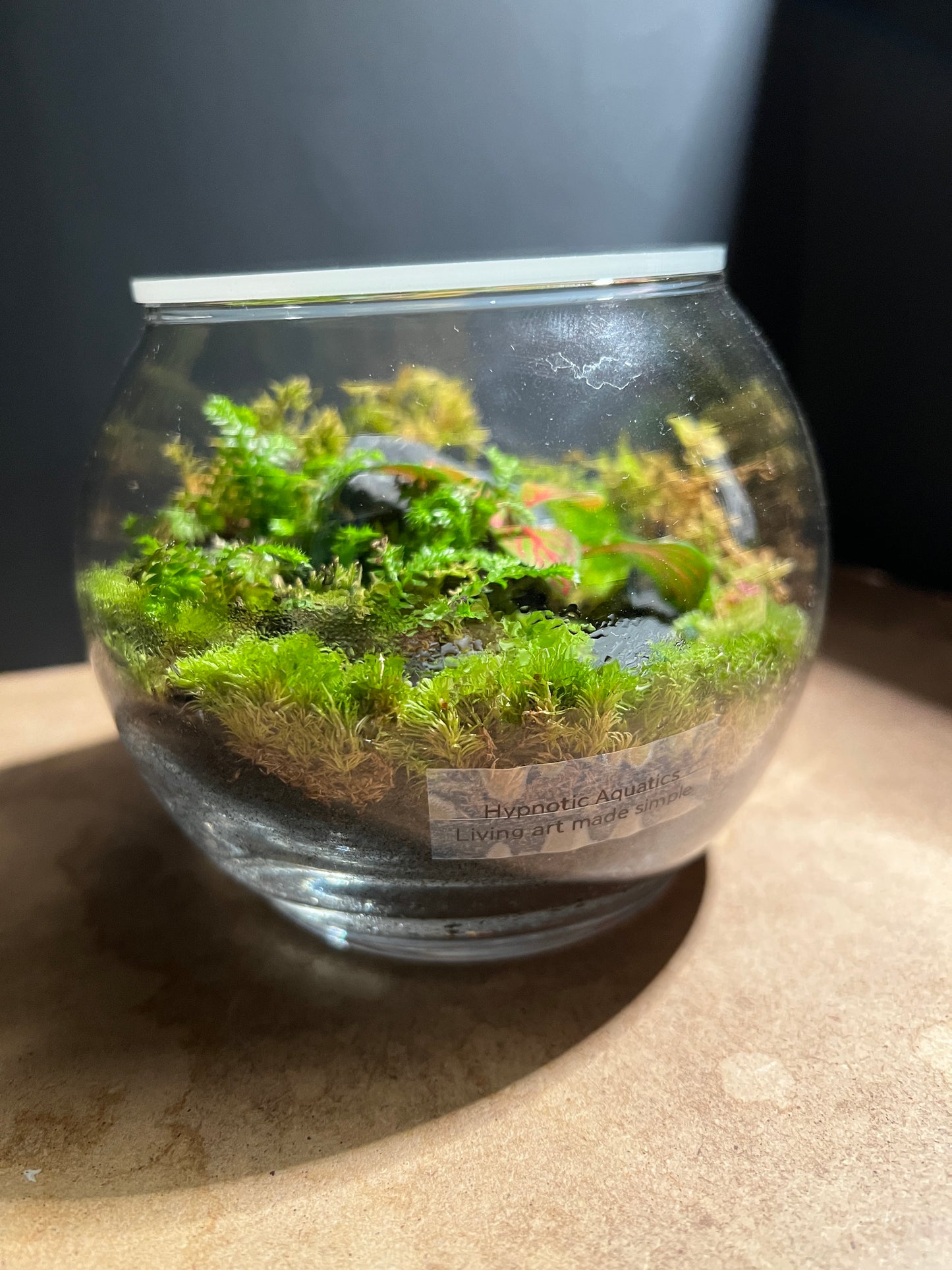 Terrarium 900