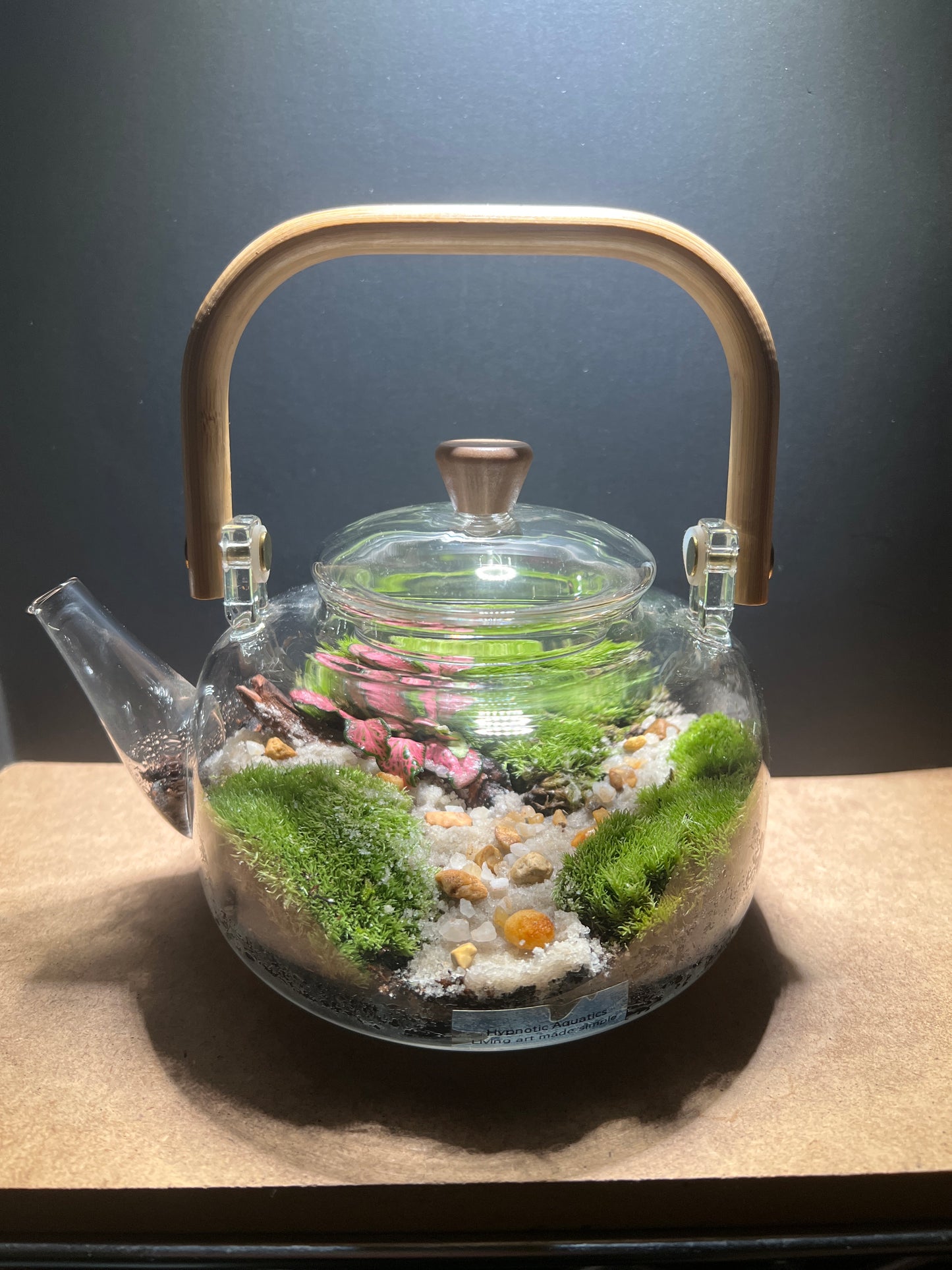 Terrarium 445