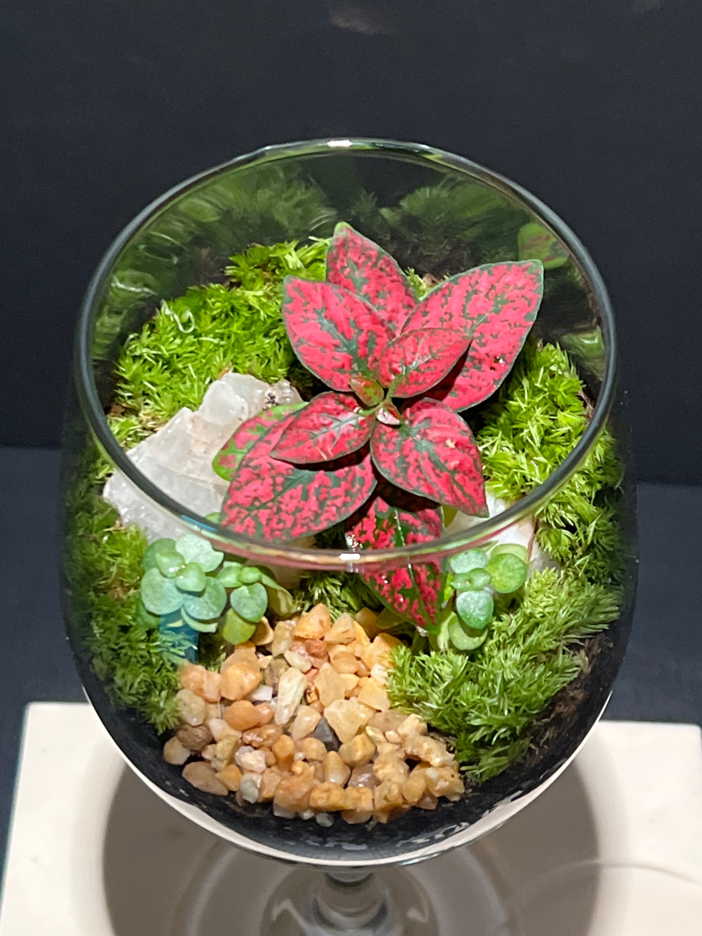 Terrarium 246