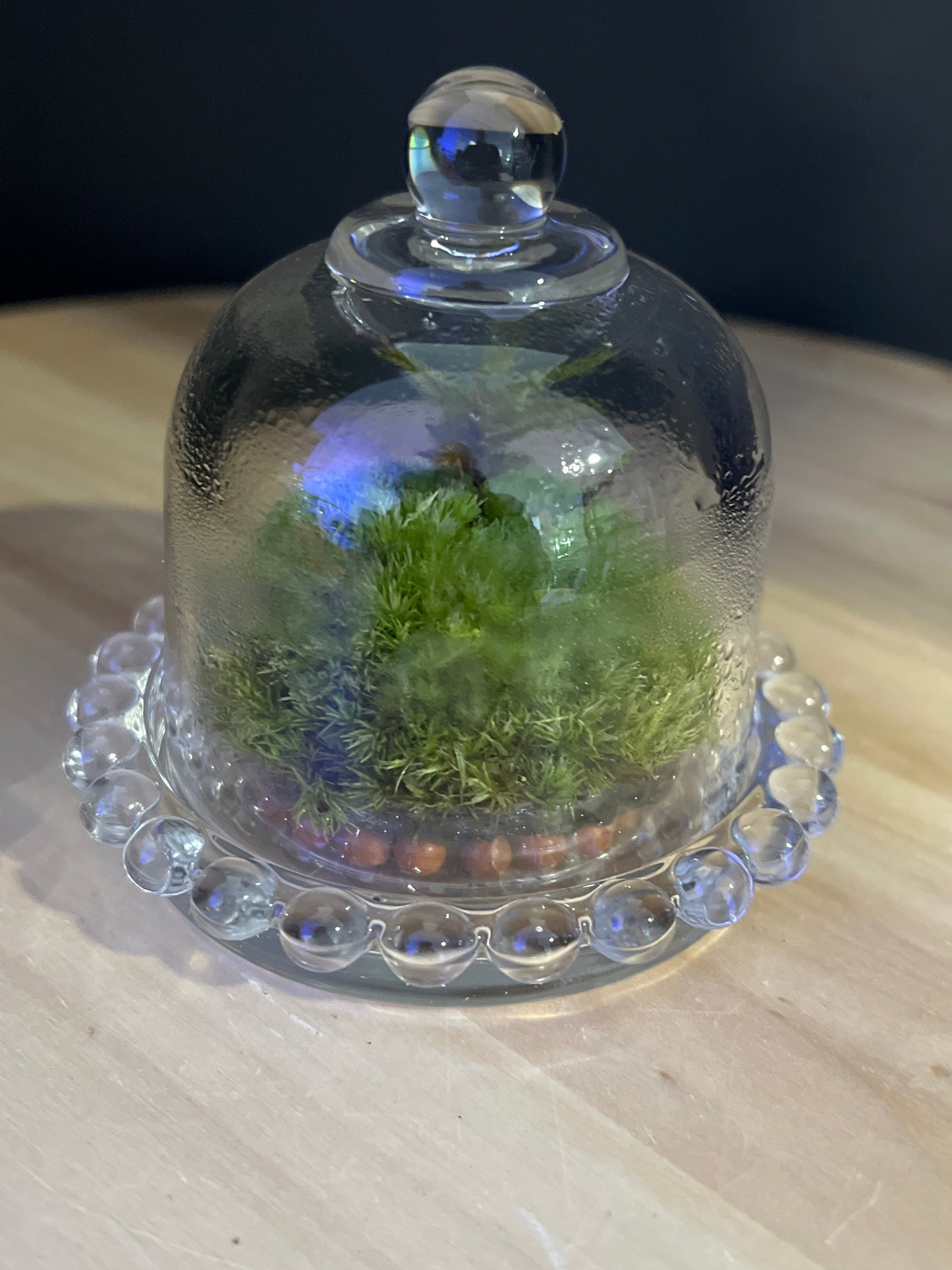 Terrarium 846