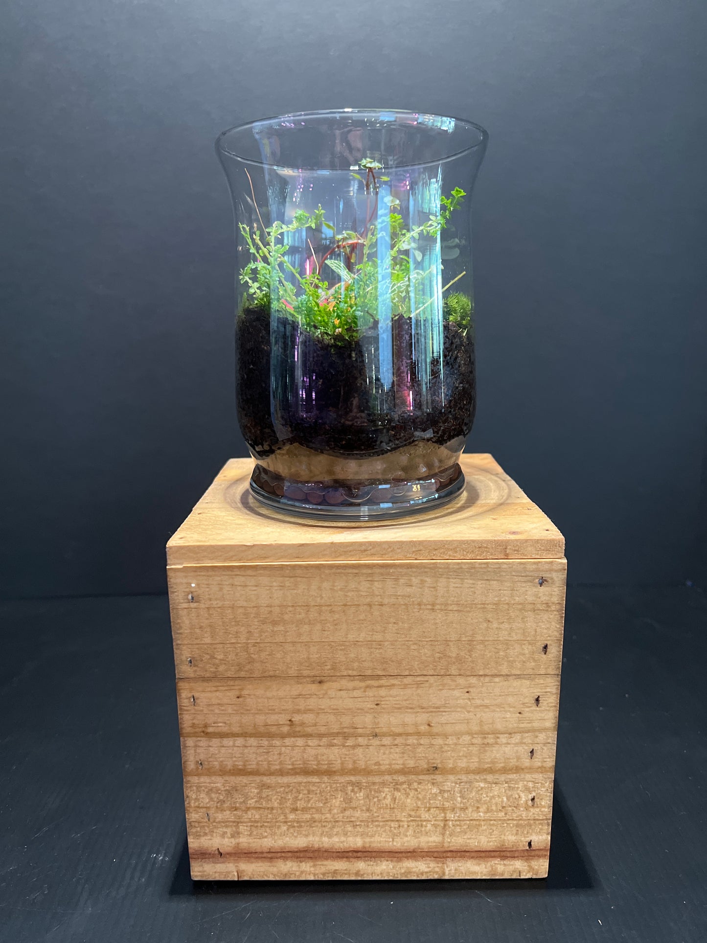 Terrarium #33