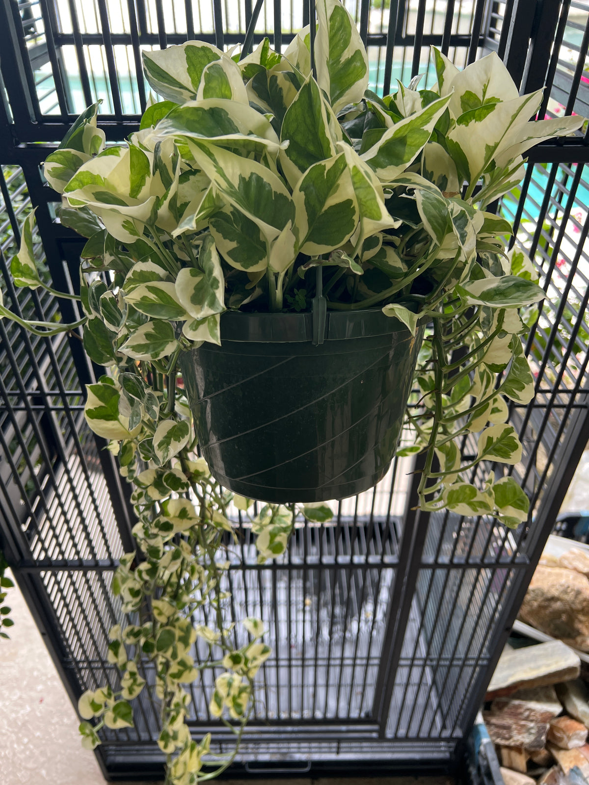 Live Plants: Variegated Pothos N Joy