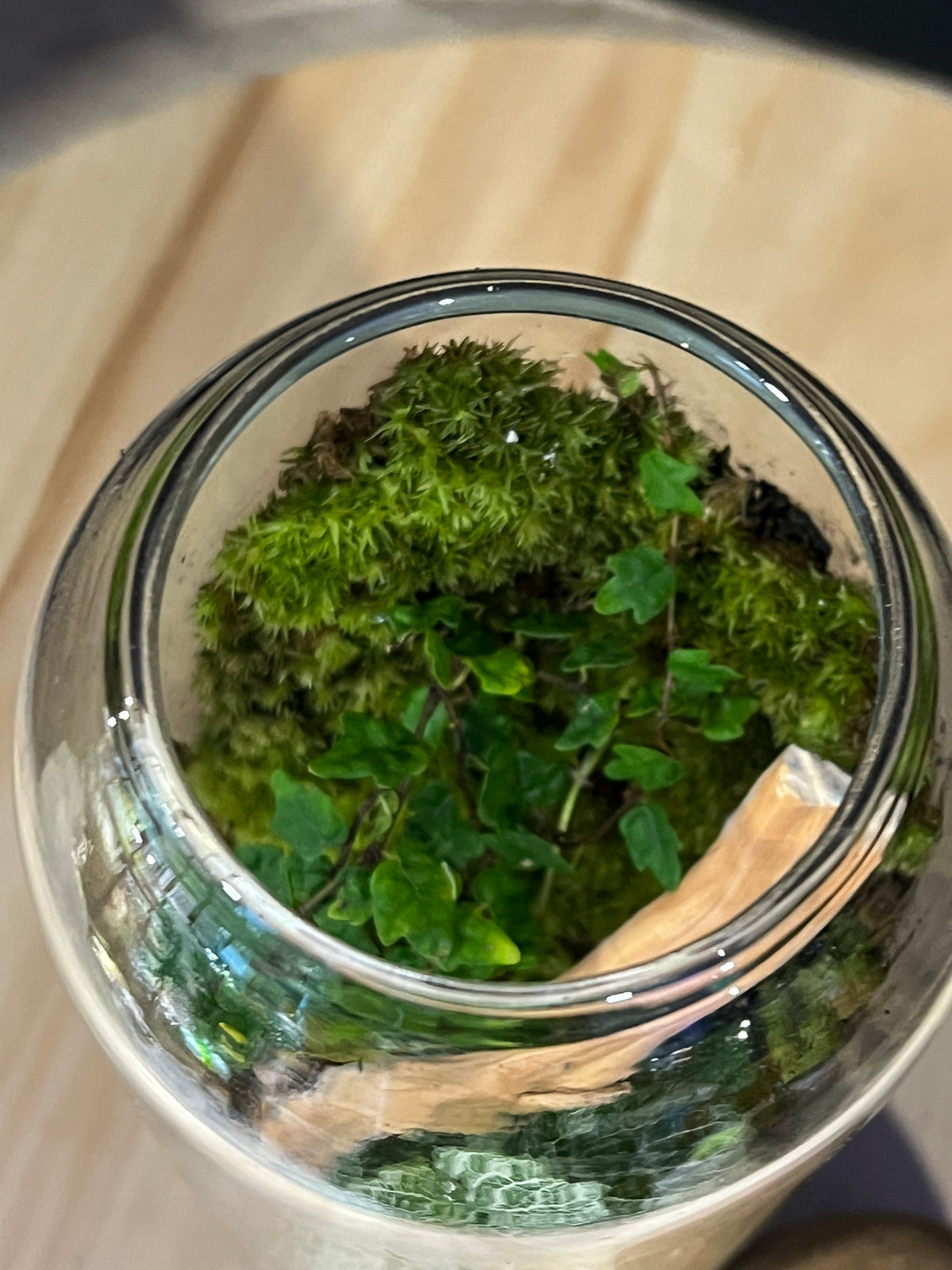 Terrarium 978
