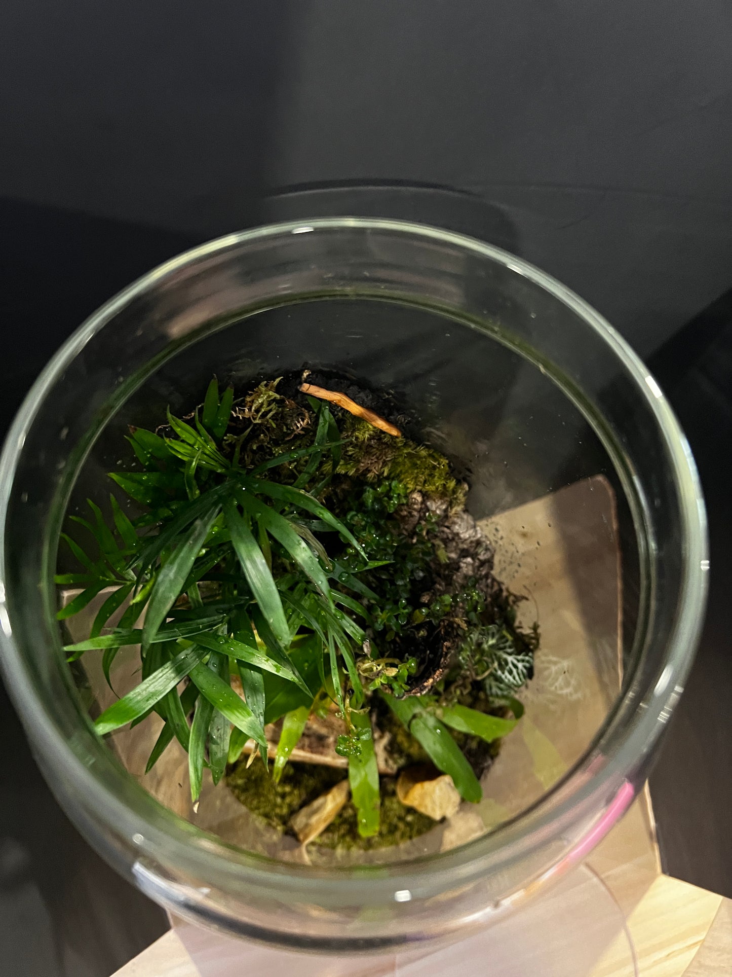 Terrarium 826