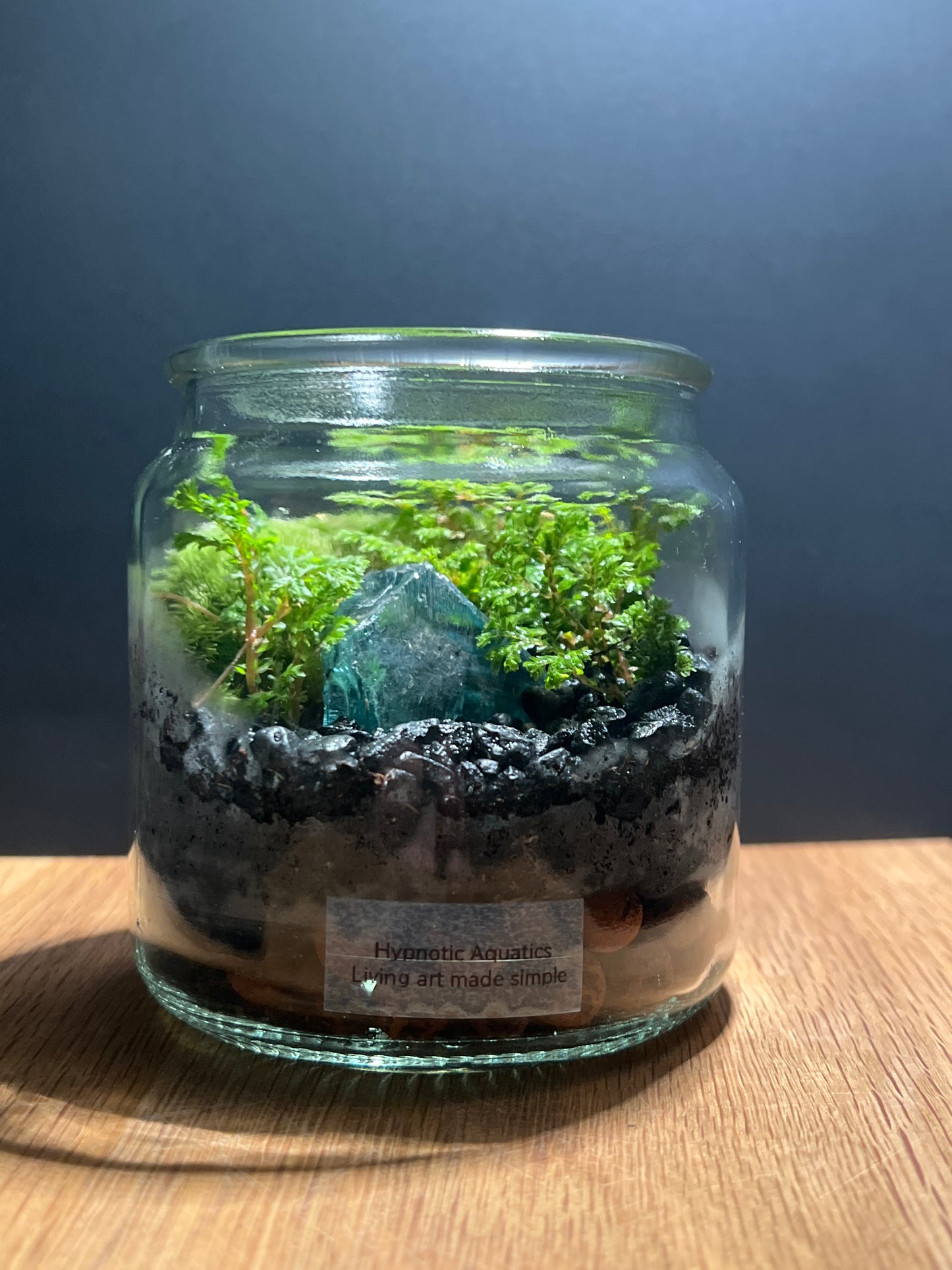Terrarium 507