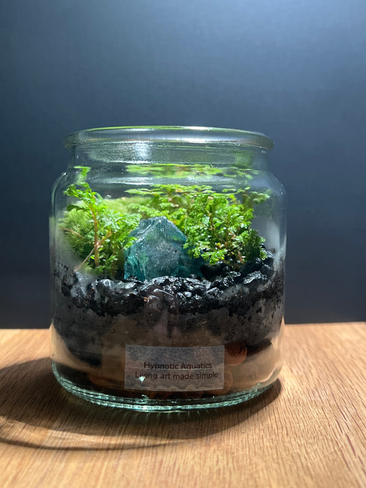 Terrarium 507