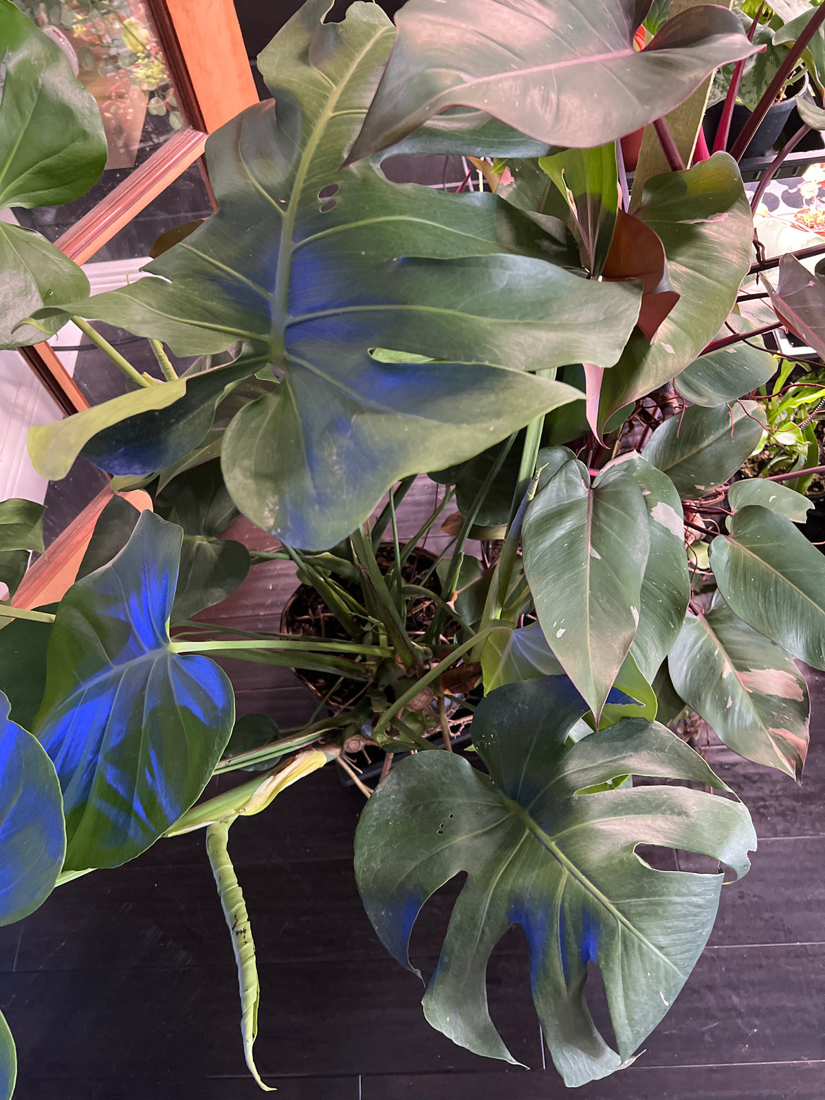 Live Plants: Monstera Deliciosa 10”