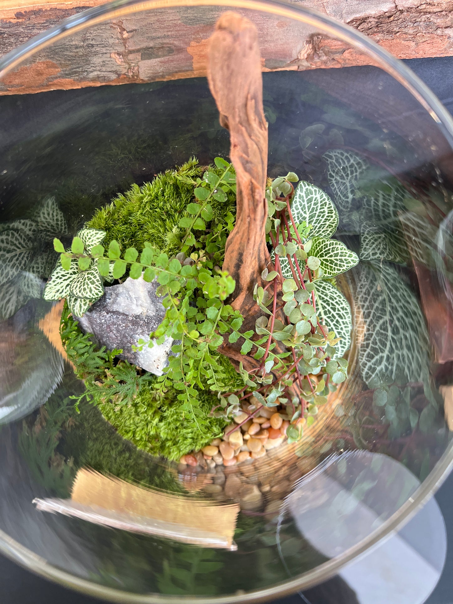 Terrarium 935