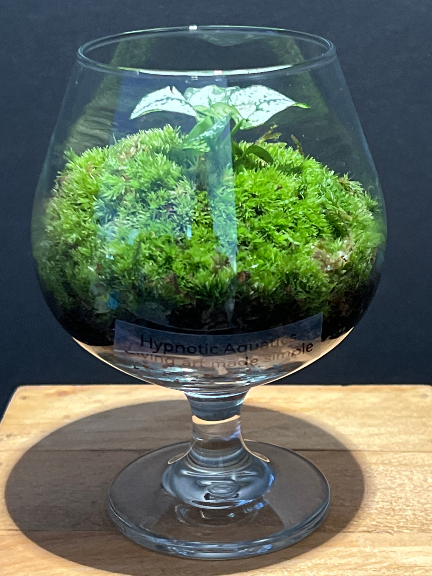 Terrarium #149