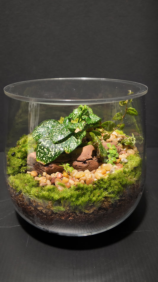 Terrarium #34