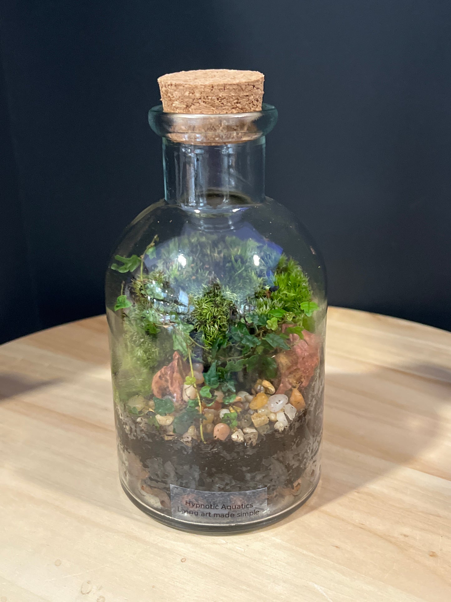 Terrarium 727