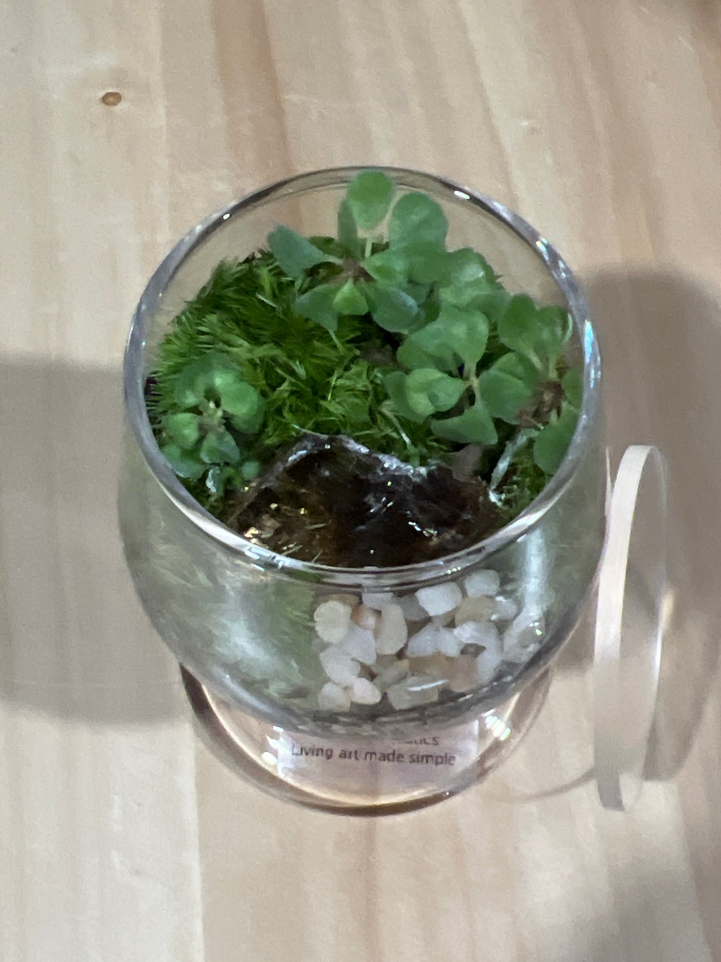 Terrarium 586