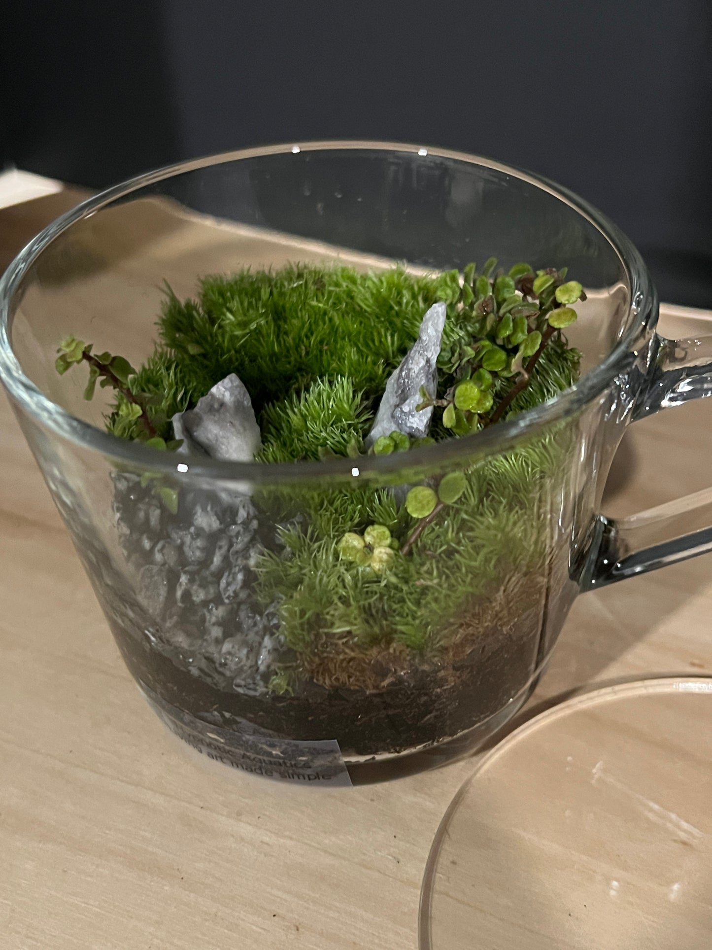 Terrarium 812