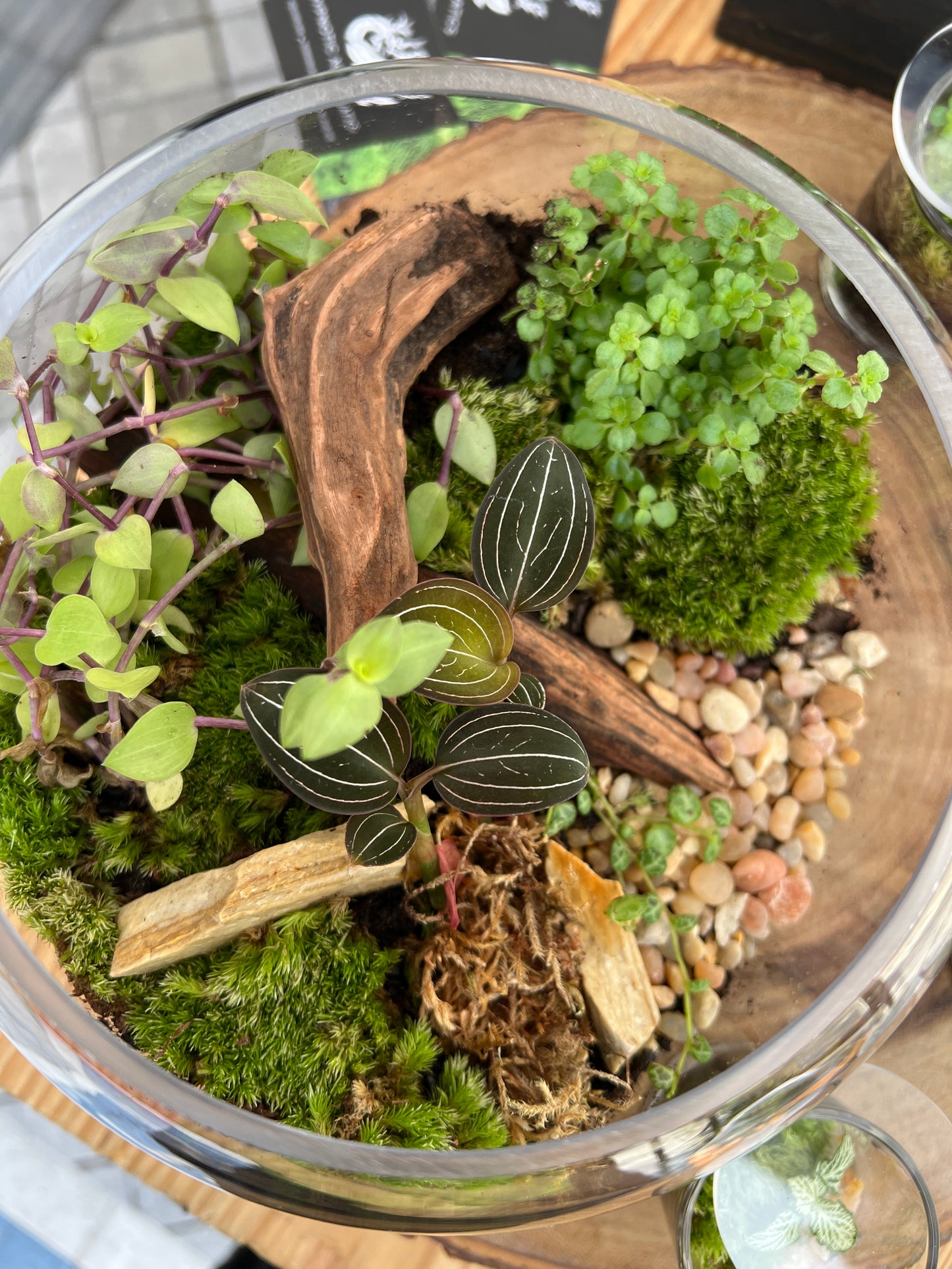 Terrarium 887