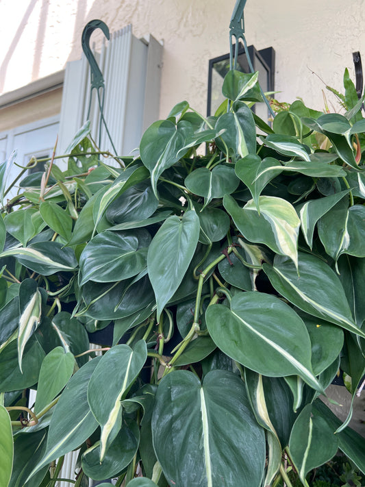 Live Plants: Philodendron “Brasil” Silver Stripe Hanging 6”