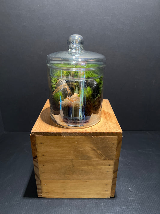 Terrarium #55