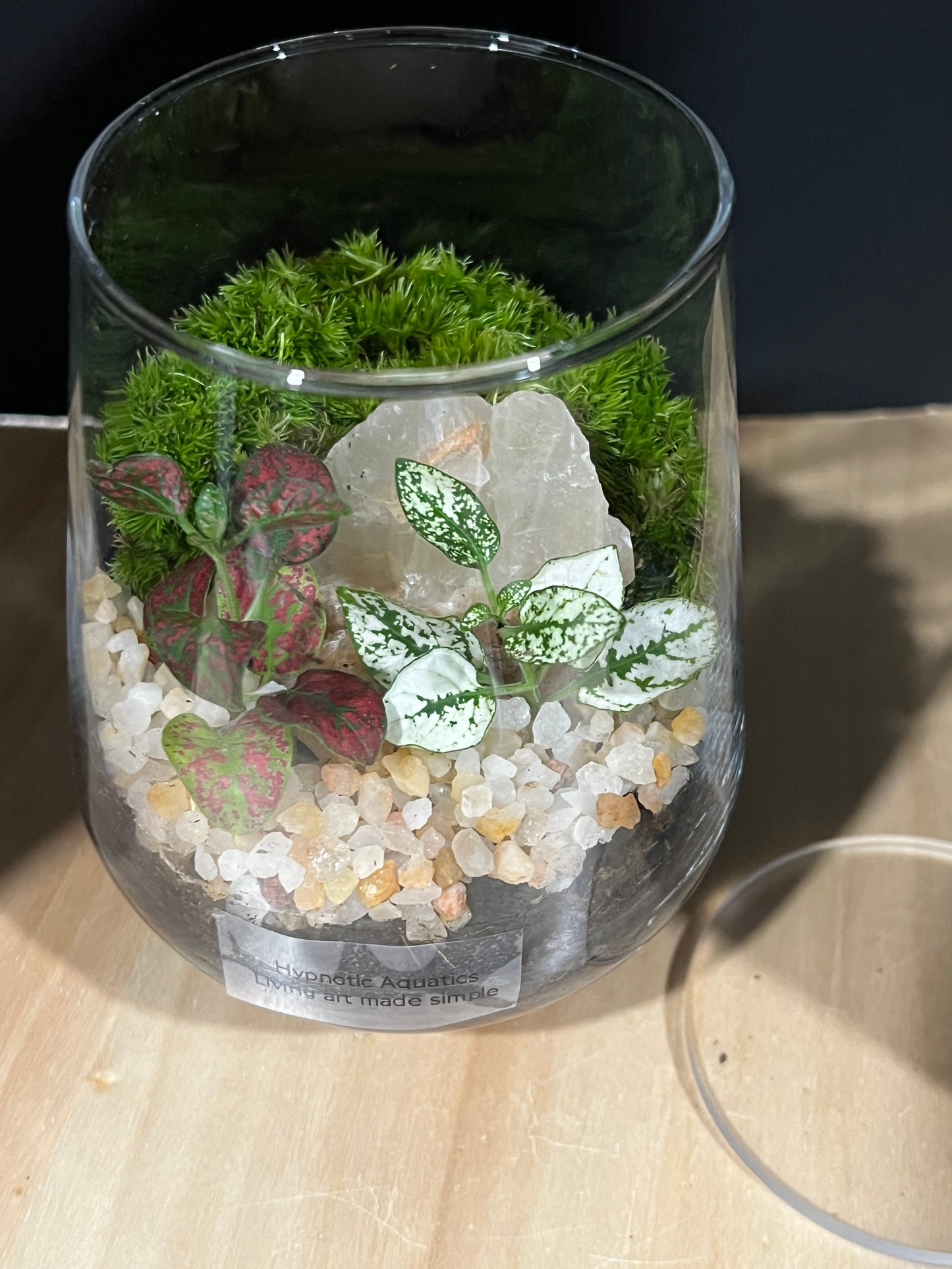 Terrarium 800