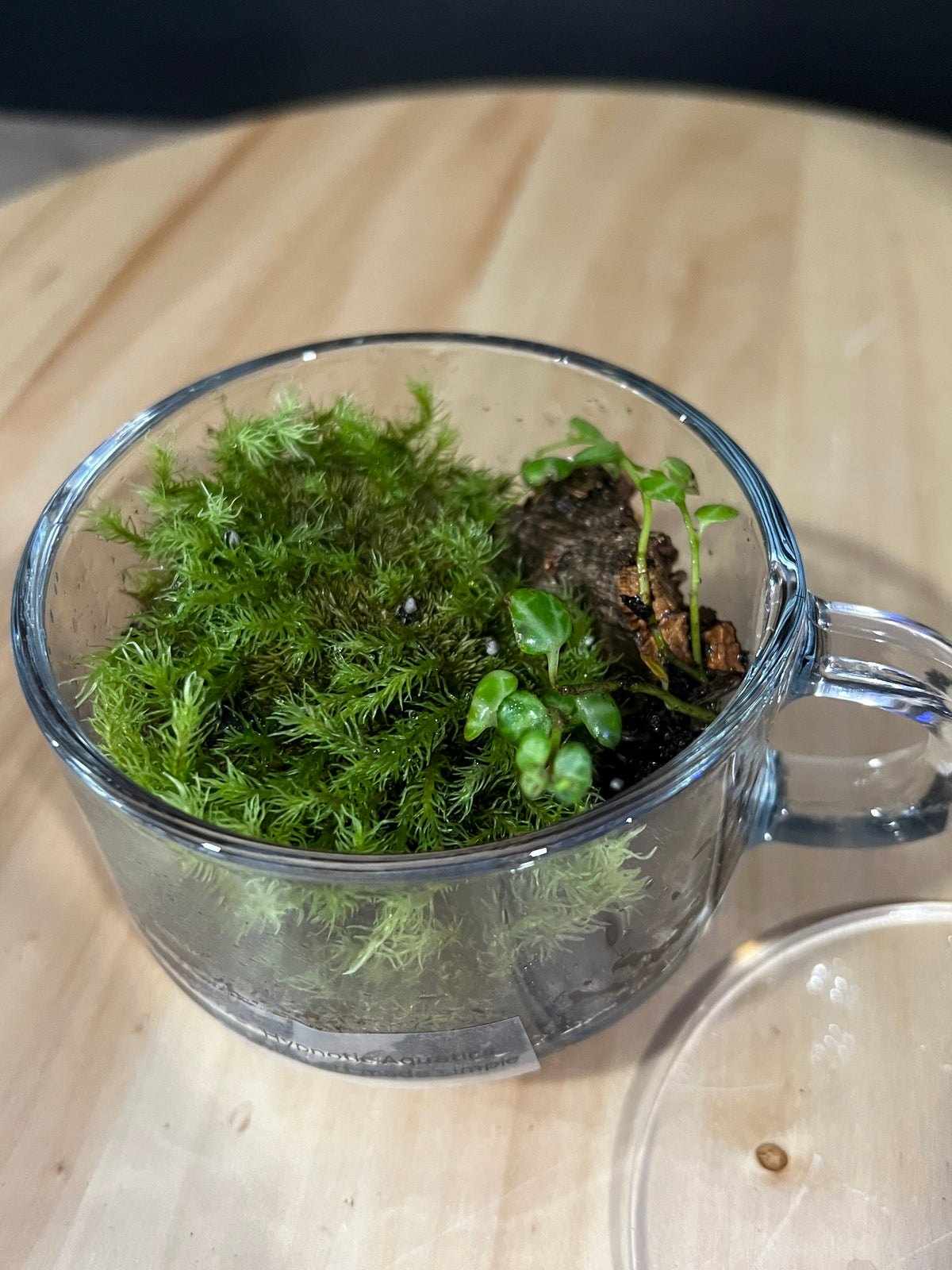Terrarium 982