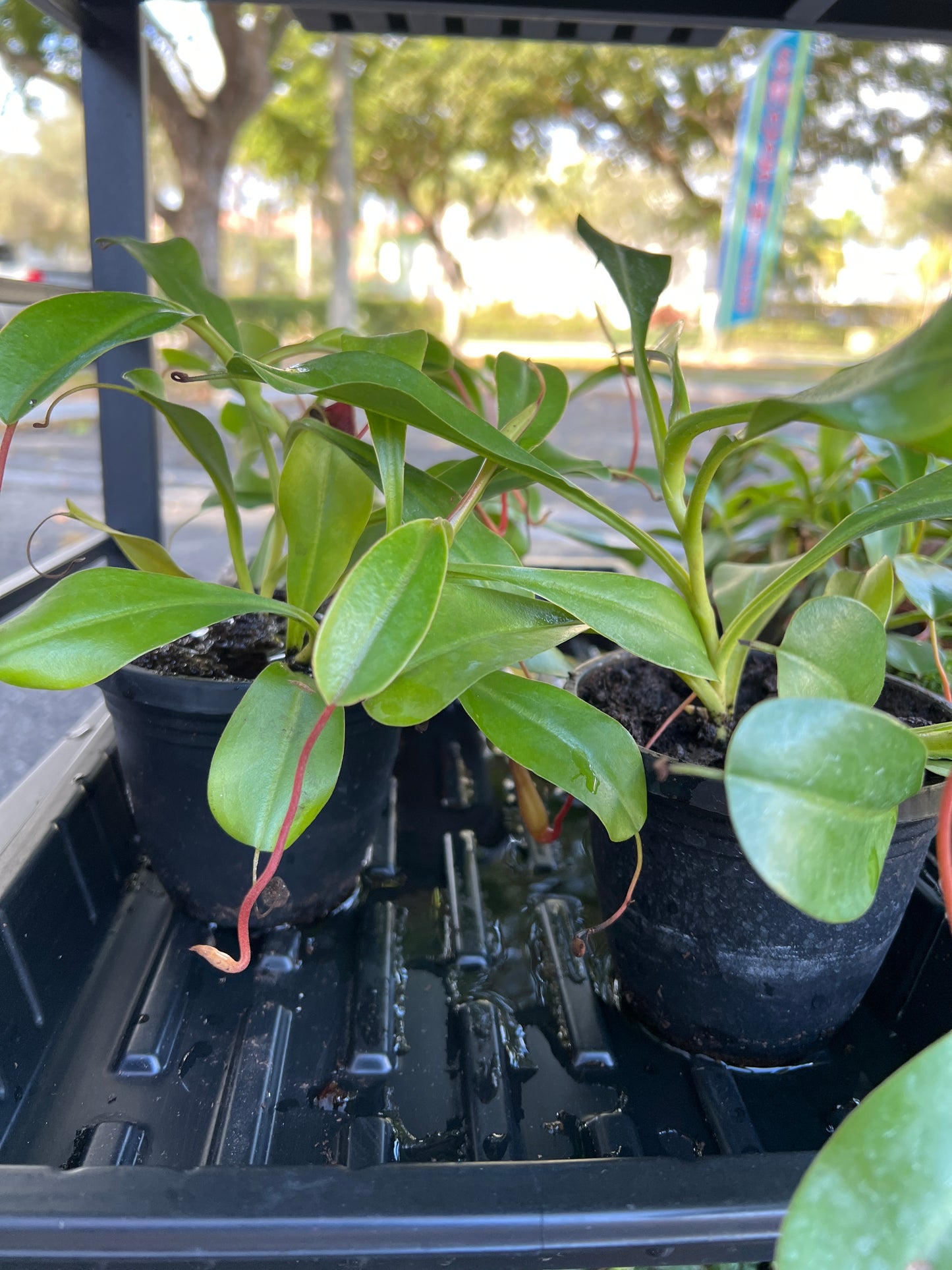 Terrarium Plants: Carnivorous Mix