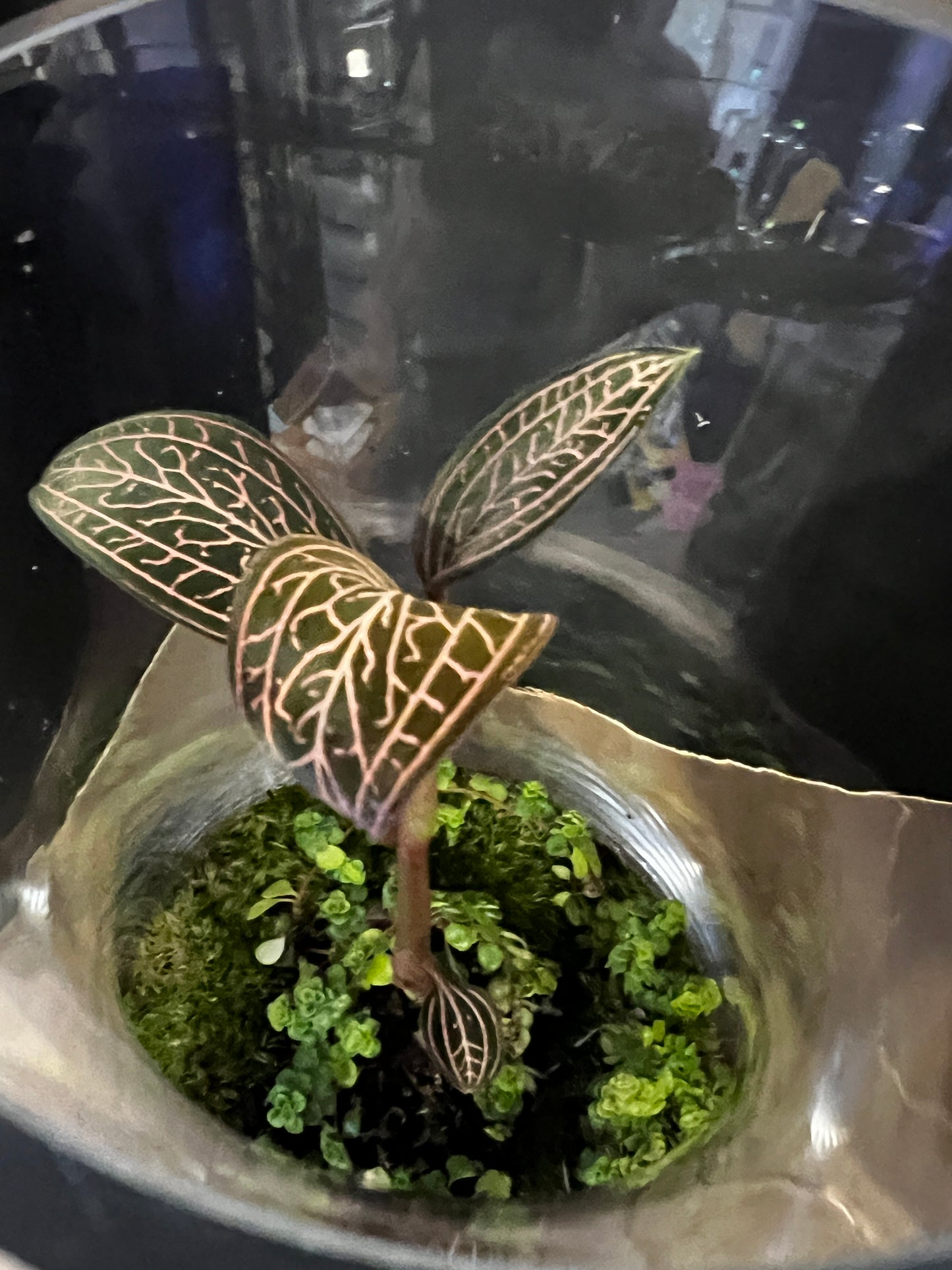 Terrarium 822