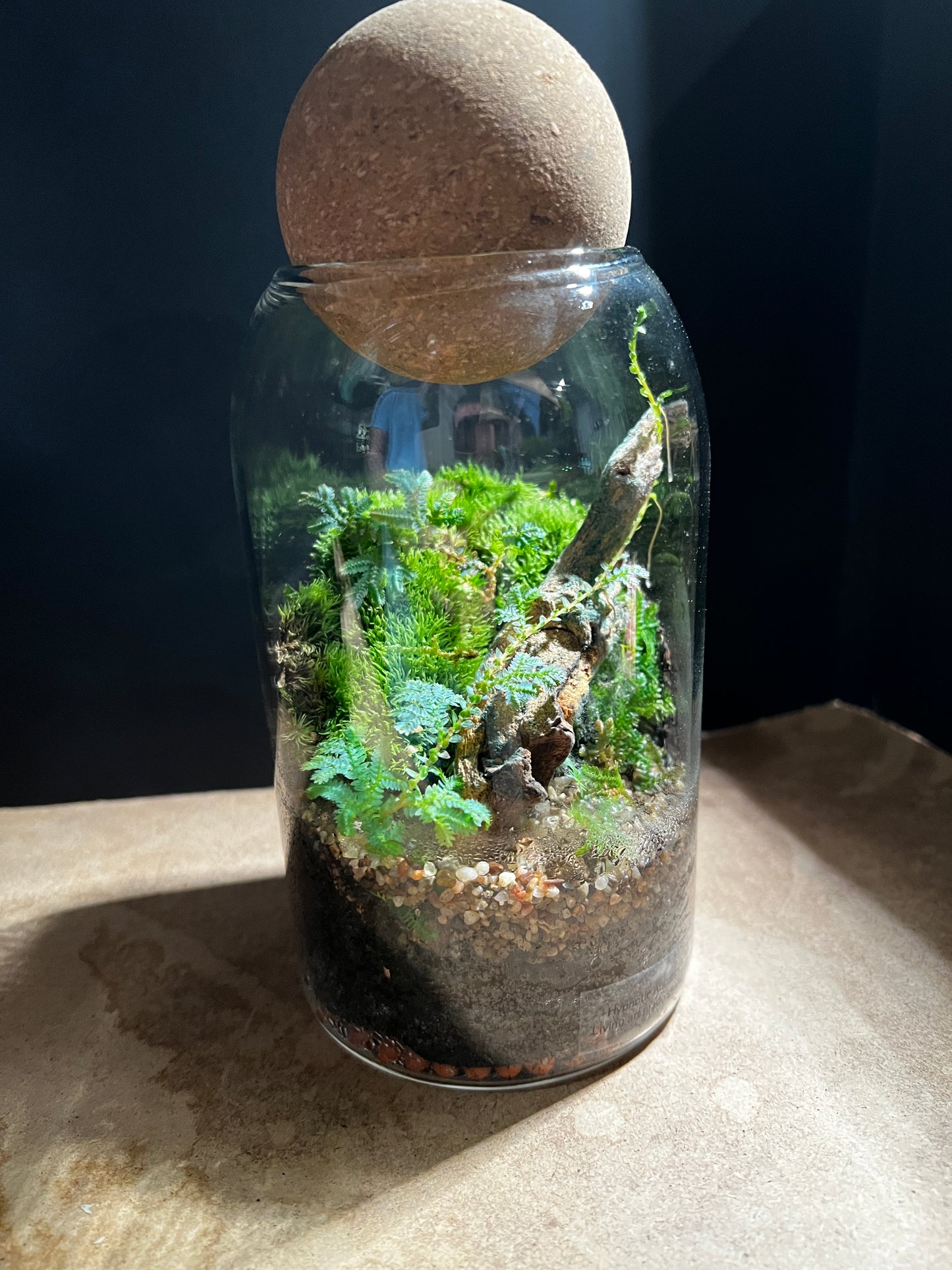Terrarium 896