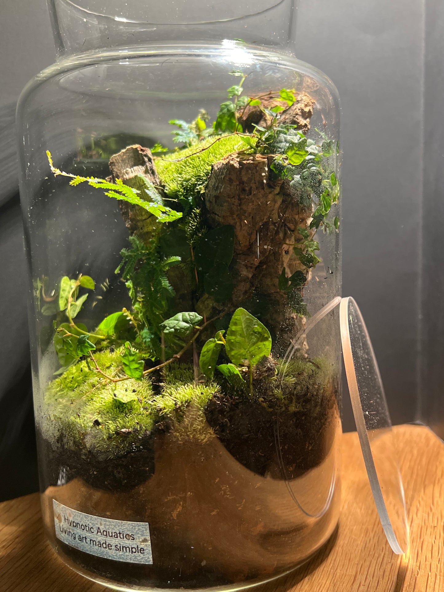 Terrarium 518