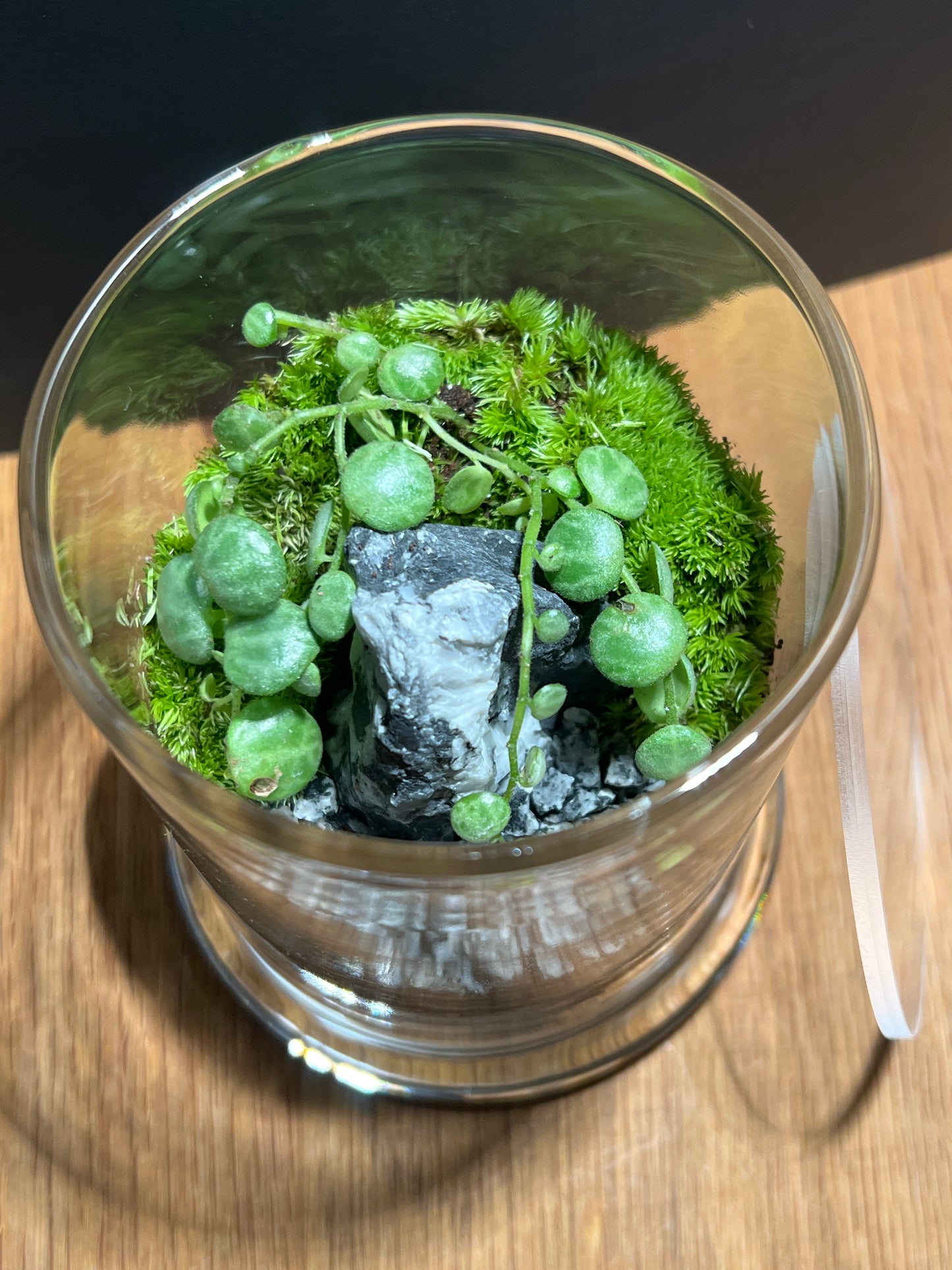 Terrarium 509