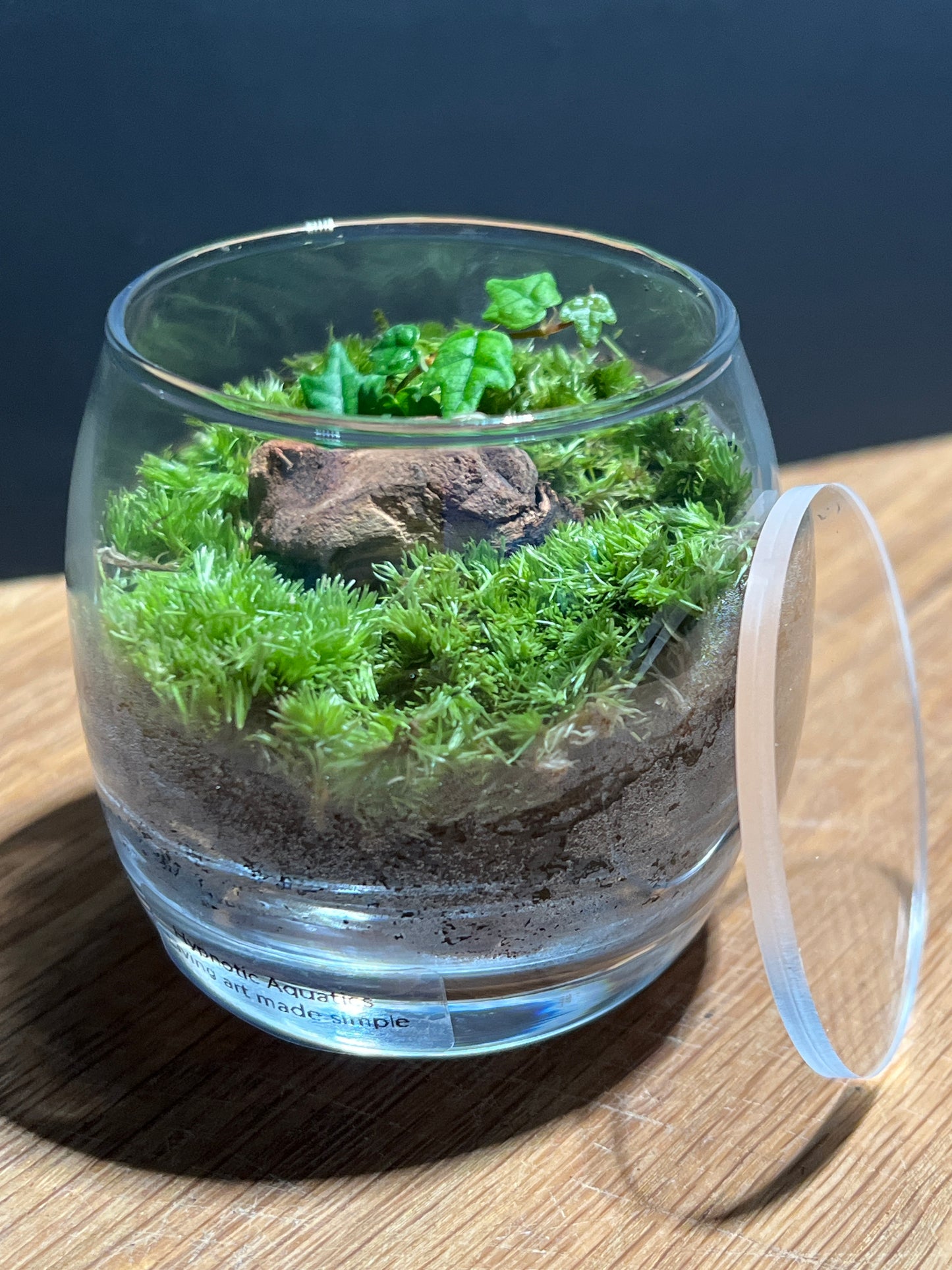 Terrarium 529