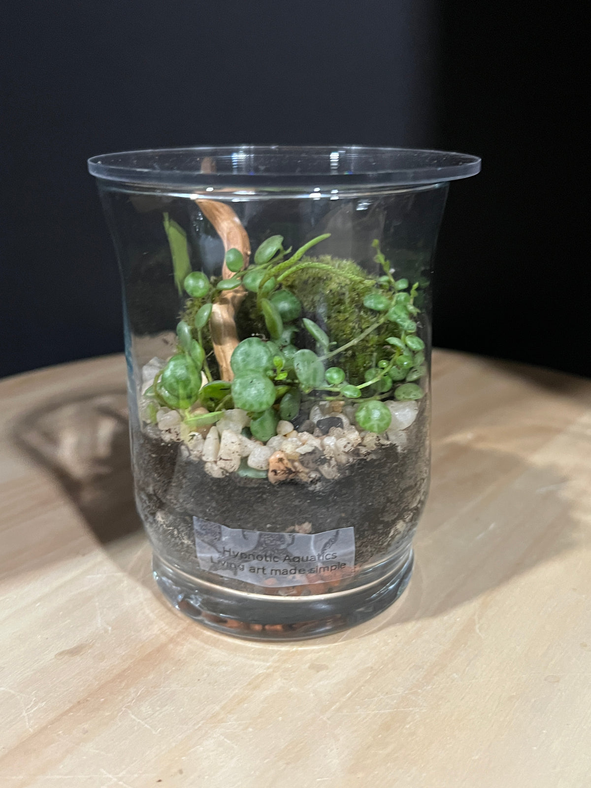 Terrarium 972