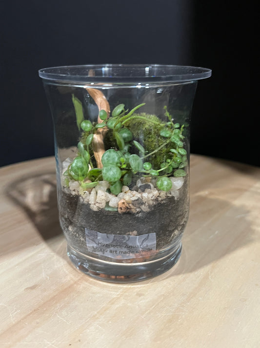 Terrarium 972