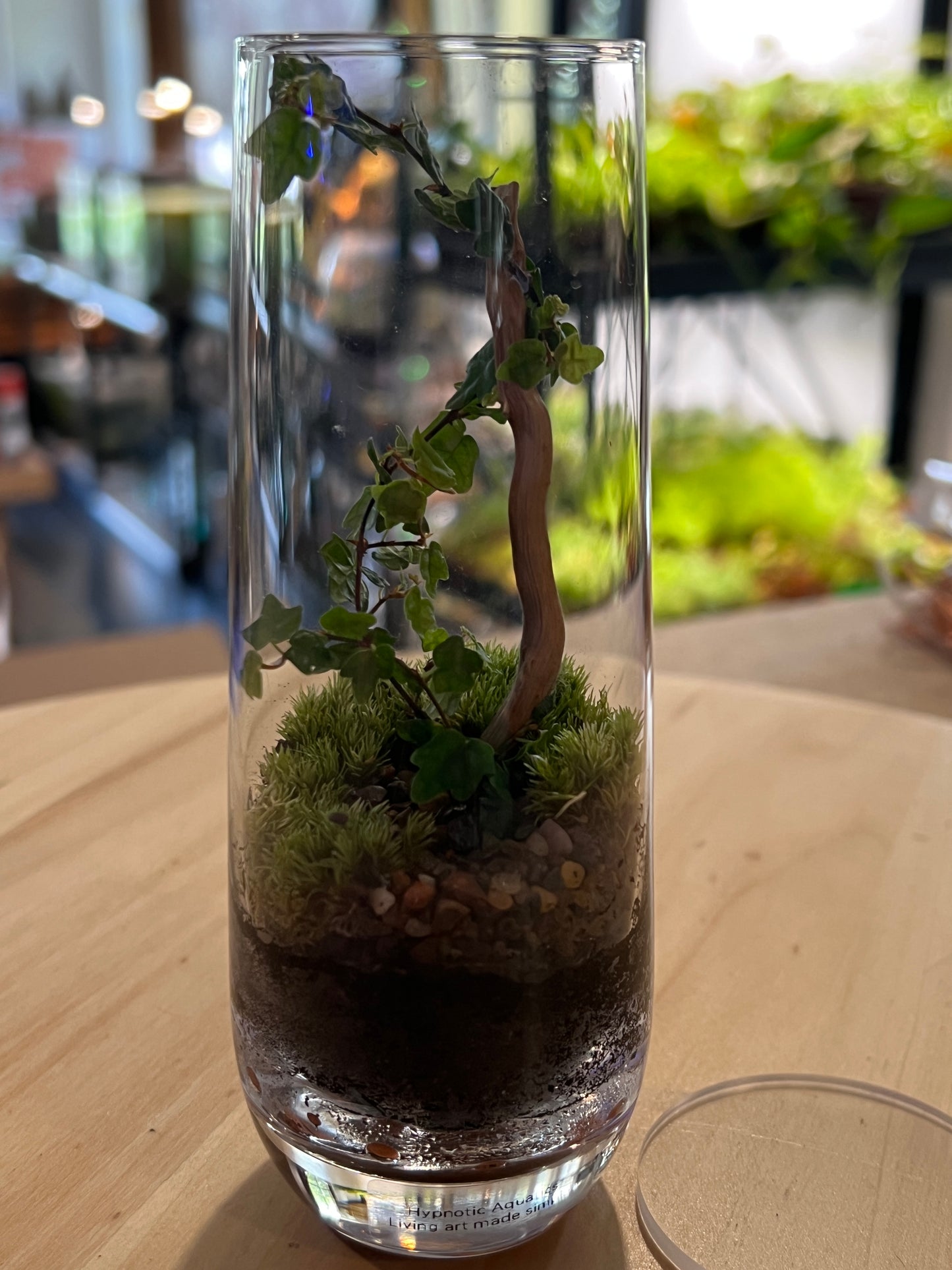 Terrarium 834