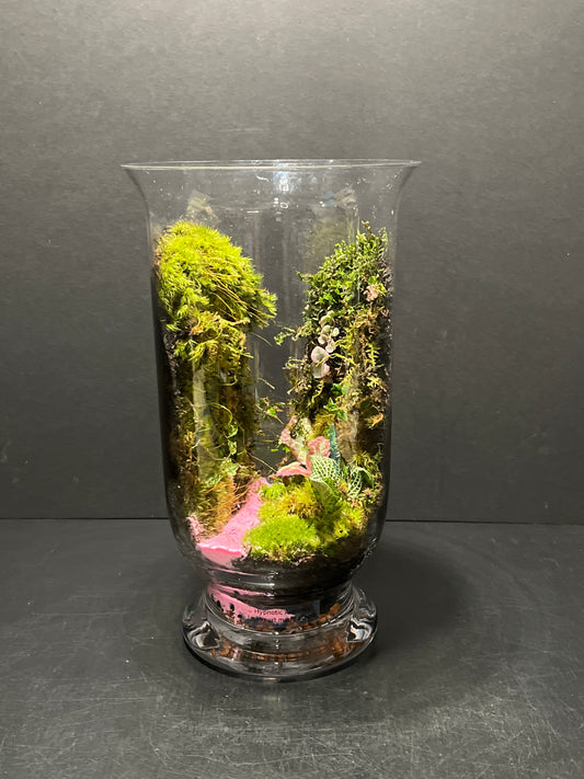 Terrarium 256