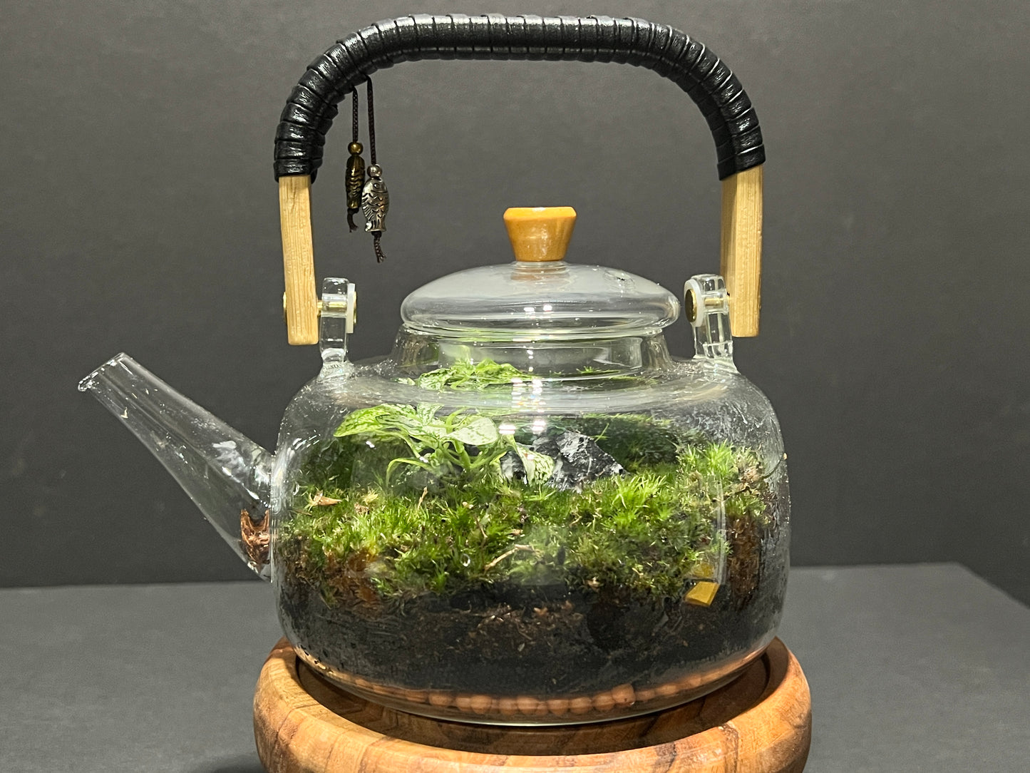 Terrarium 364
