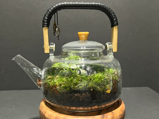 Terrarium 364