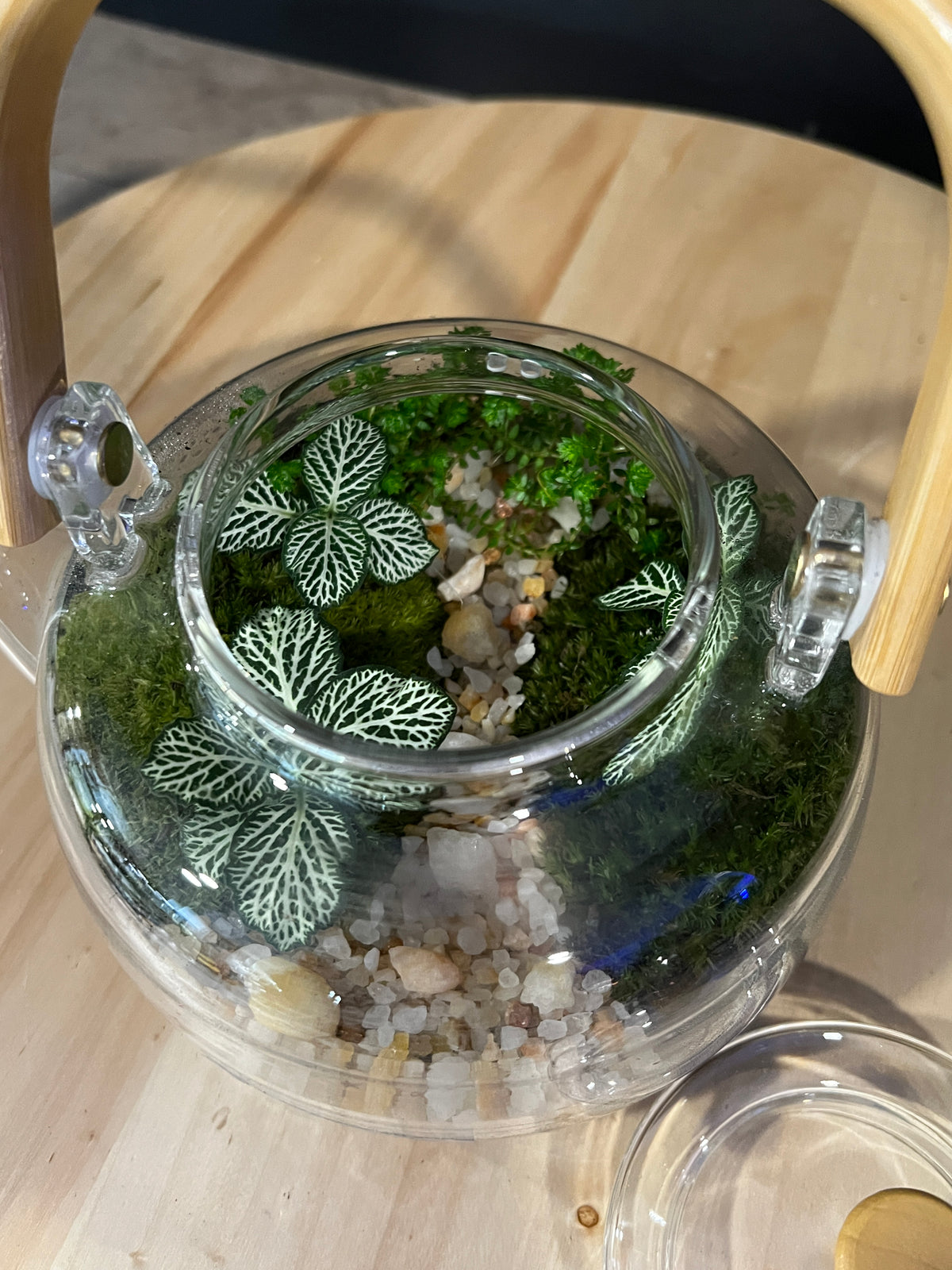Terrarium 980