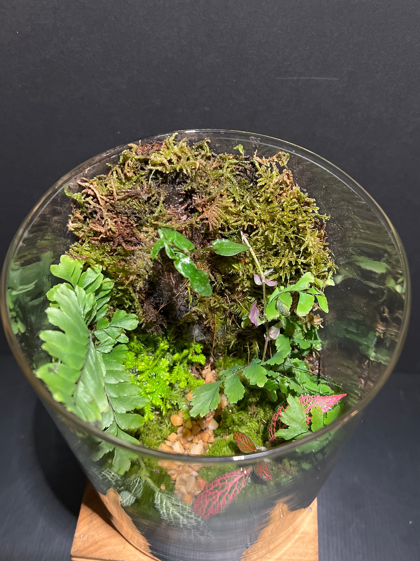 Terrarium 182