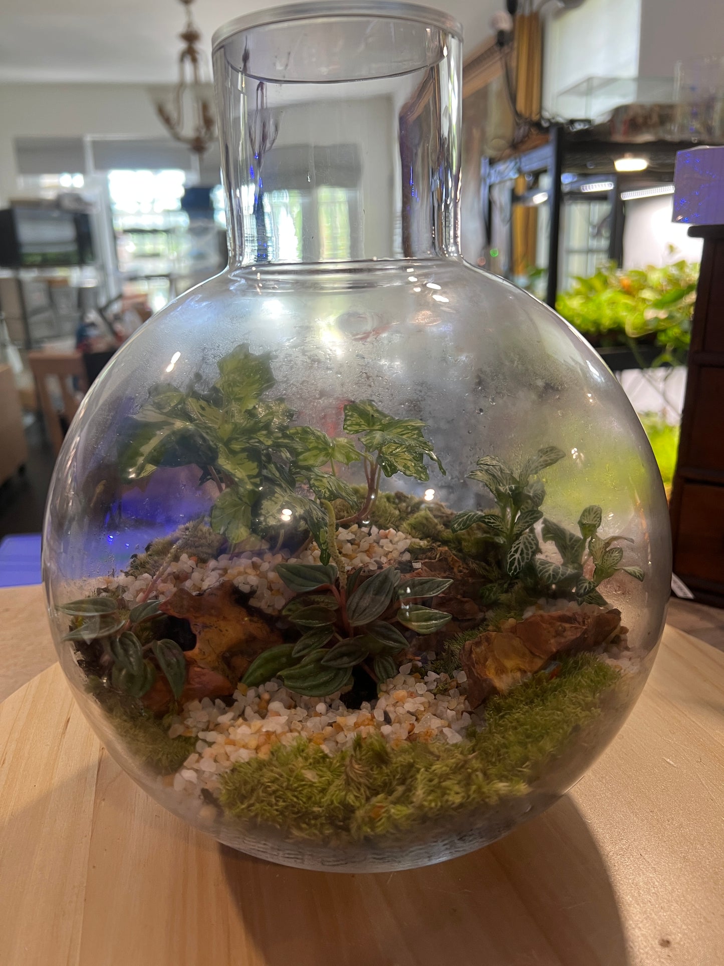 Terrarium 828