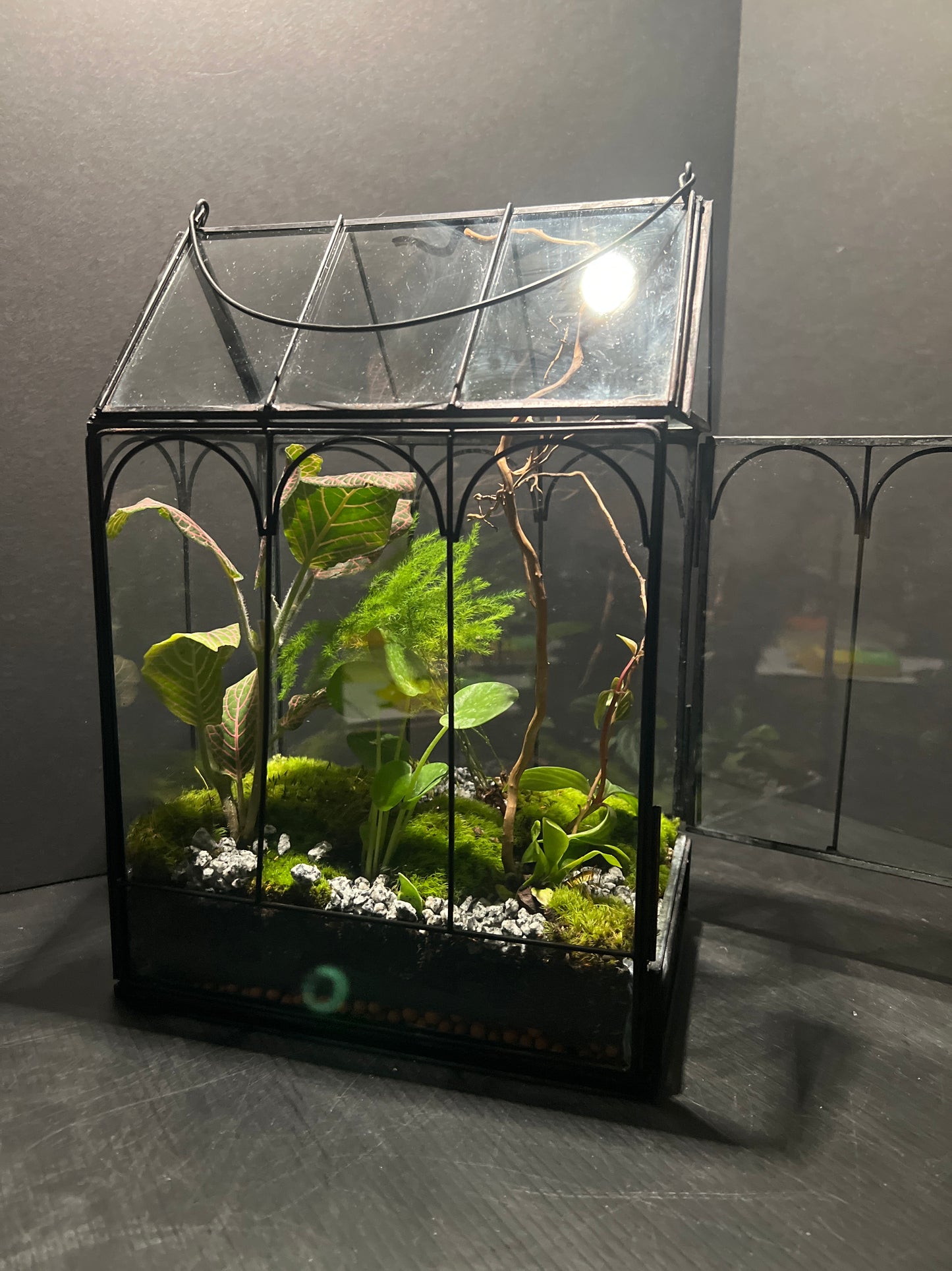 Terrarium 358