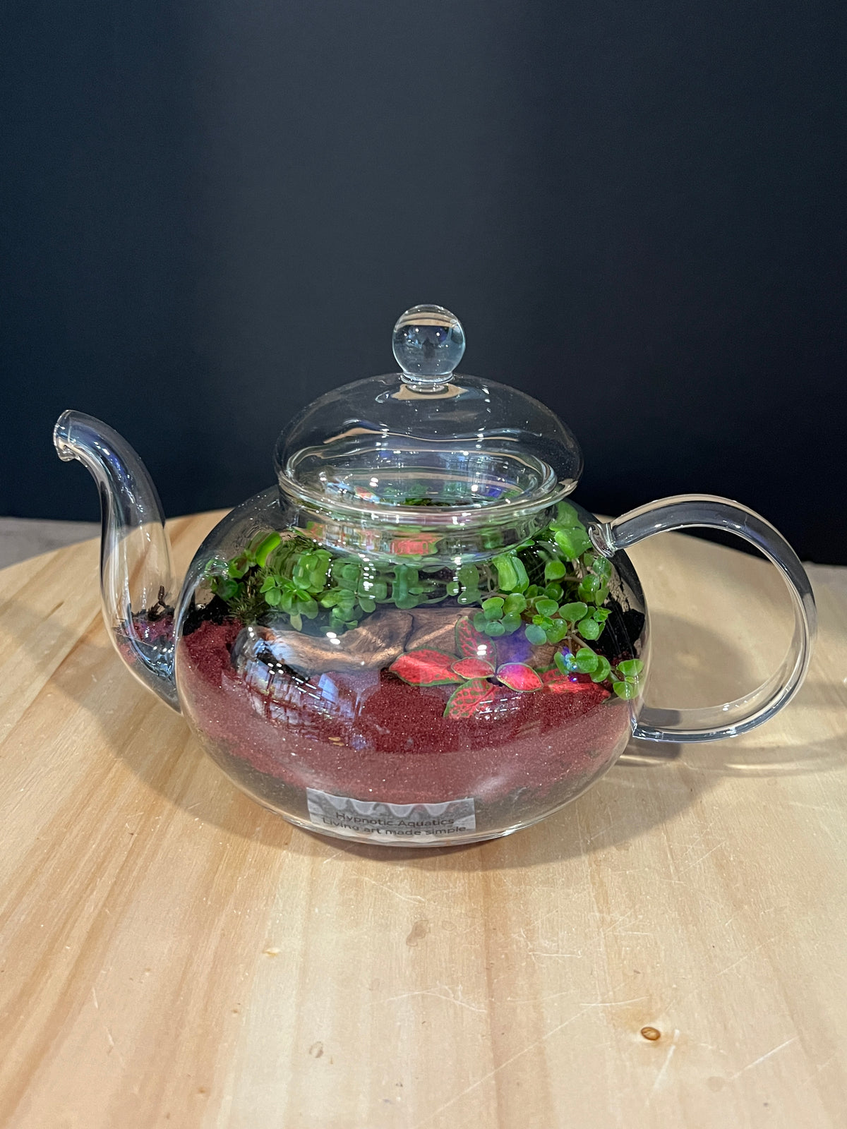 Terrarium 979