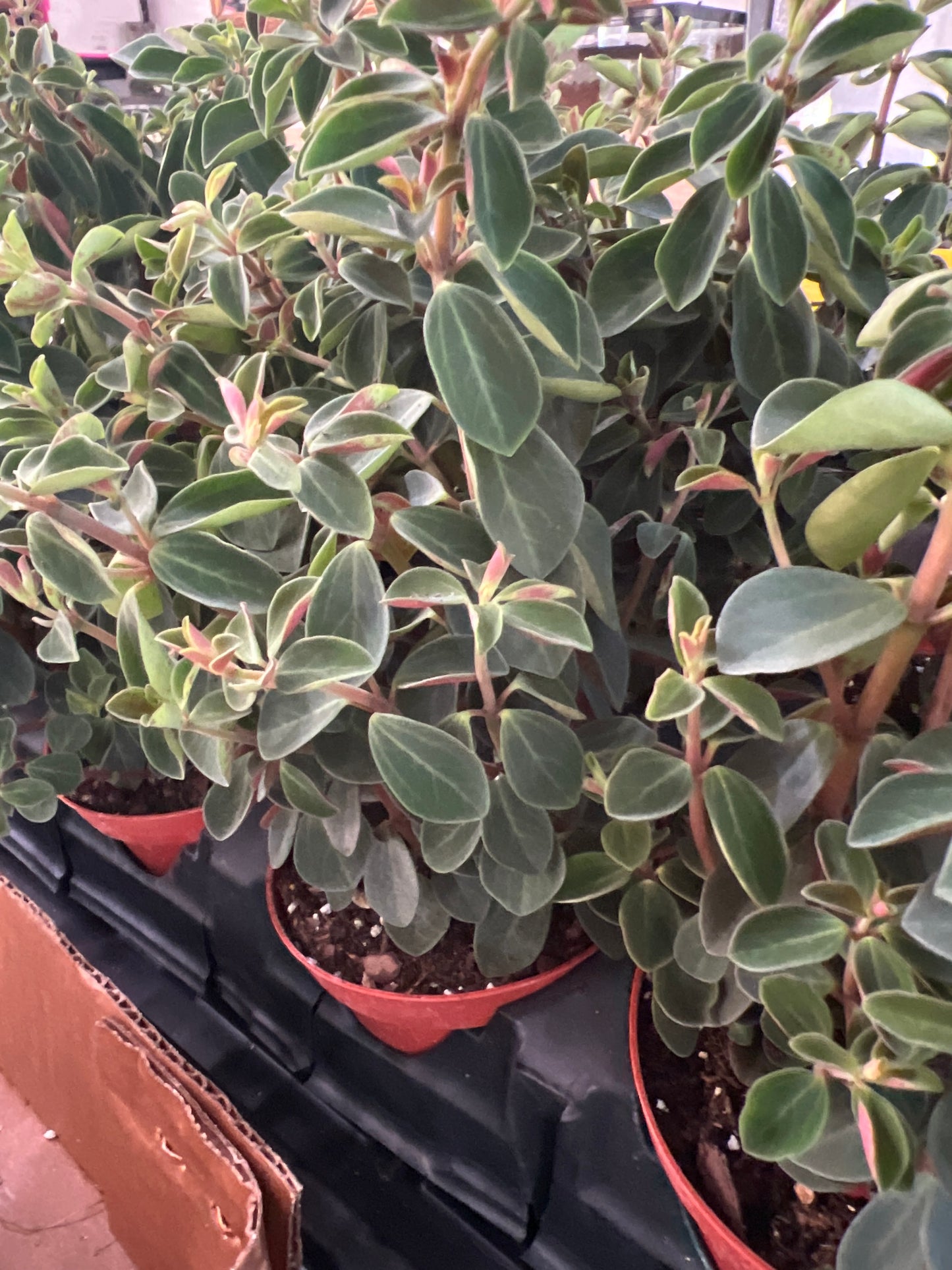 Live Plants: Peperomia “Red Log”