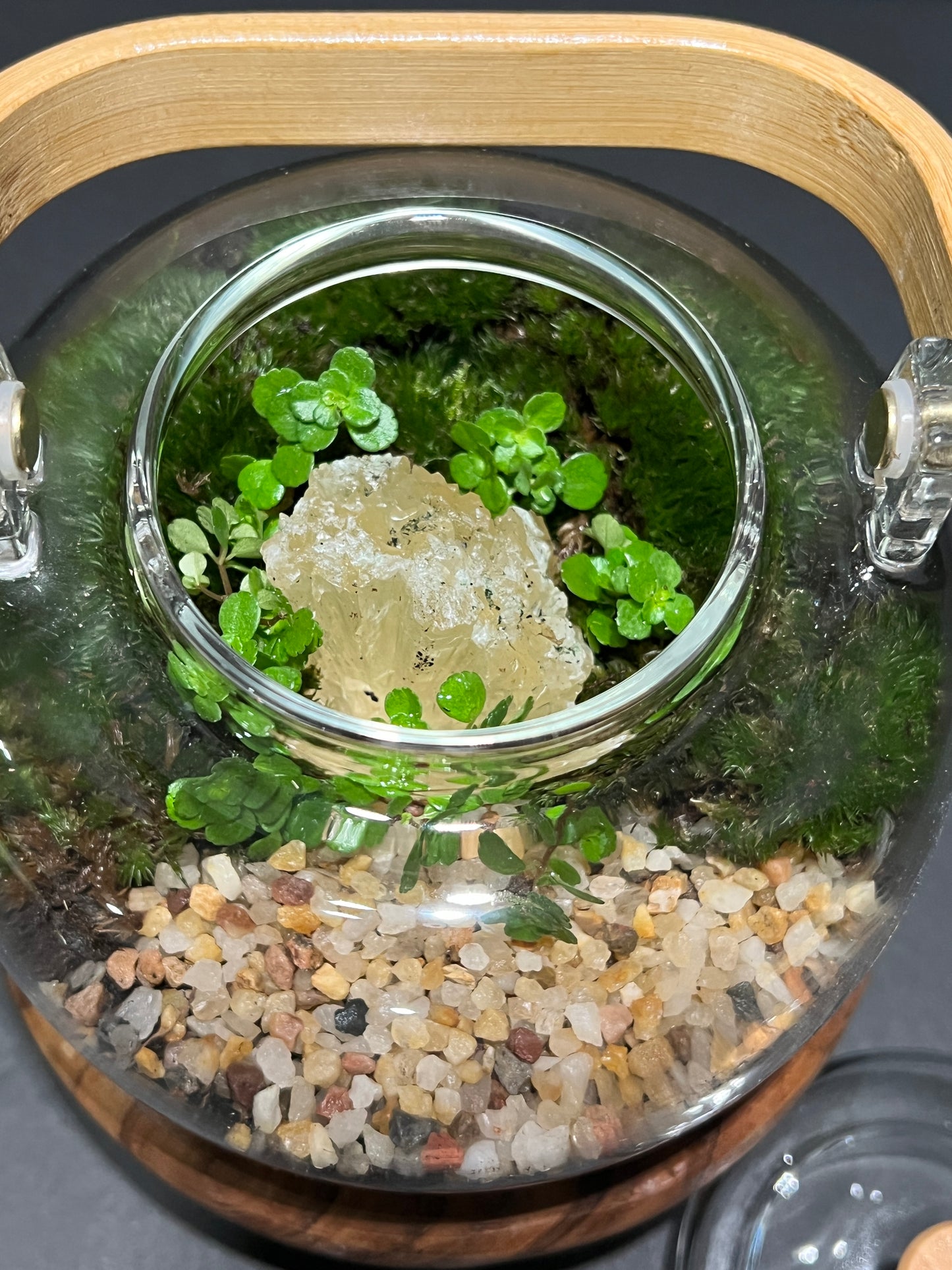 Terrarium 365