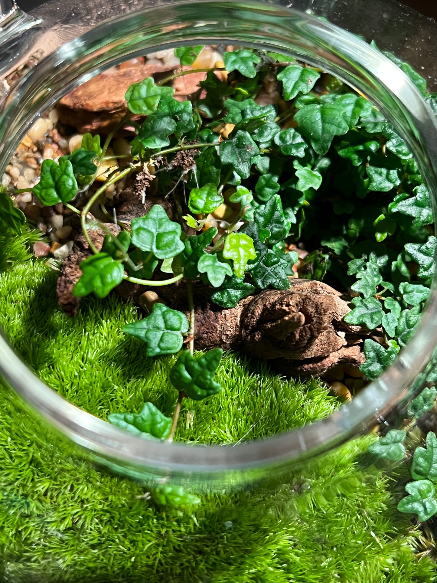 Terrarium 898