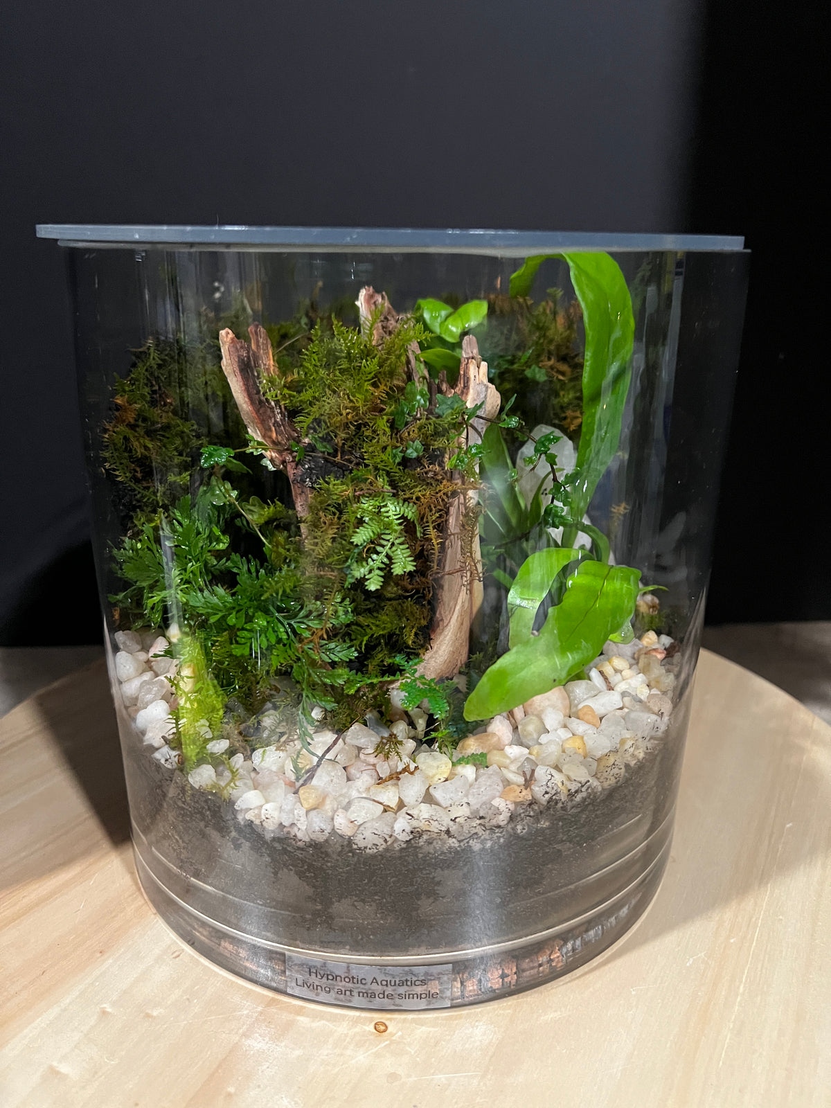 Terrarium 974