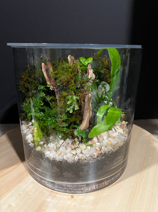 Terrarium 974
