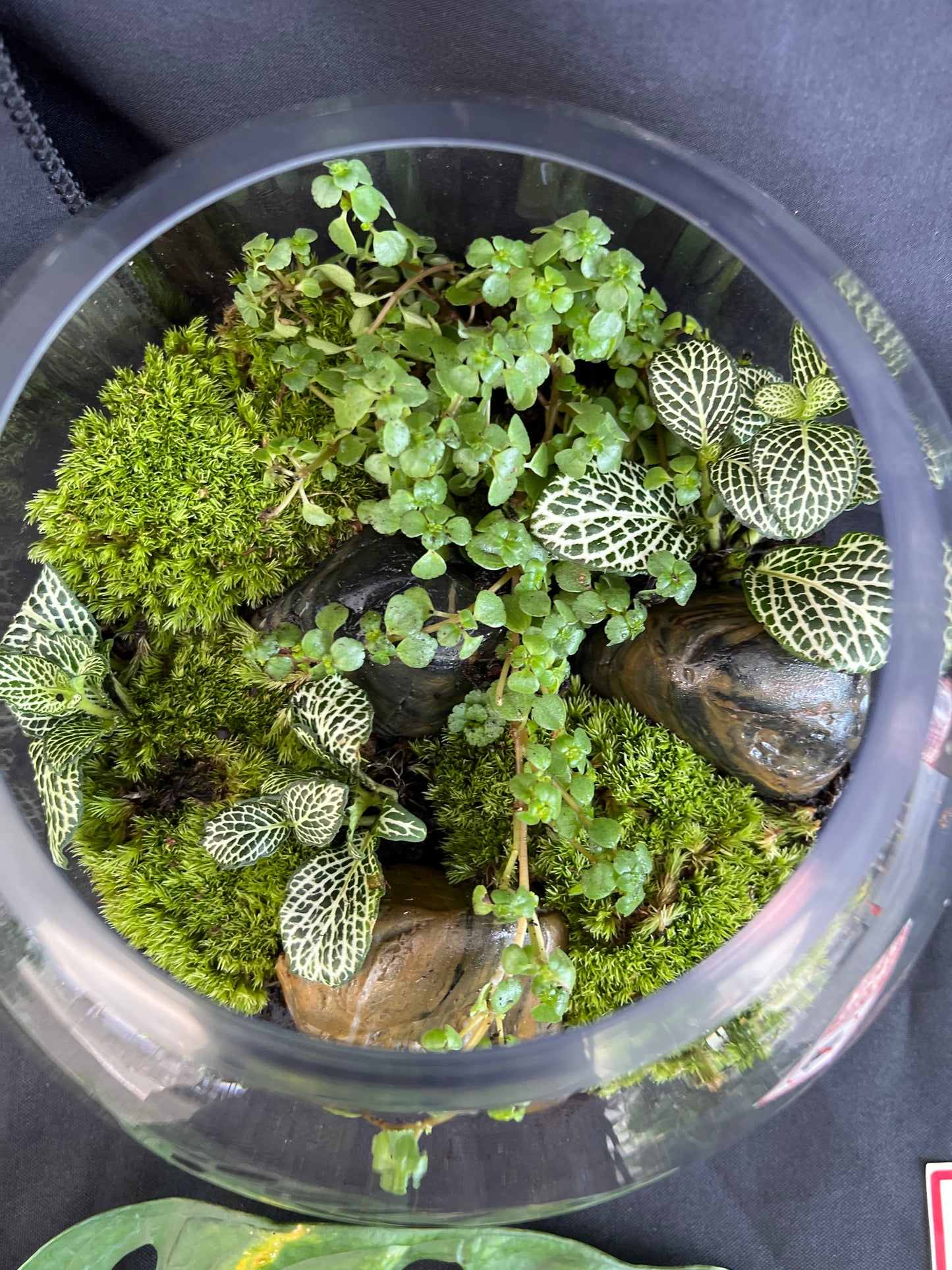 Terrarium 934